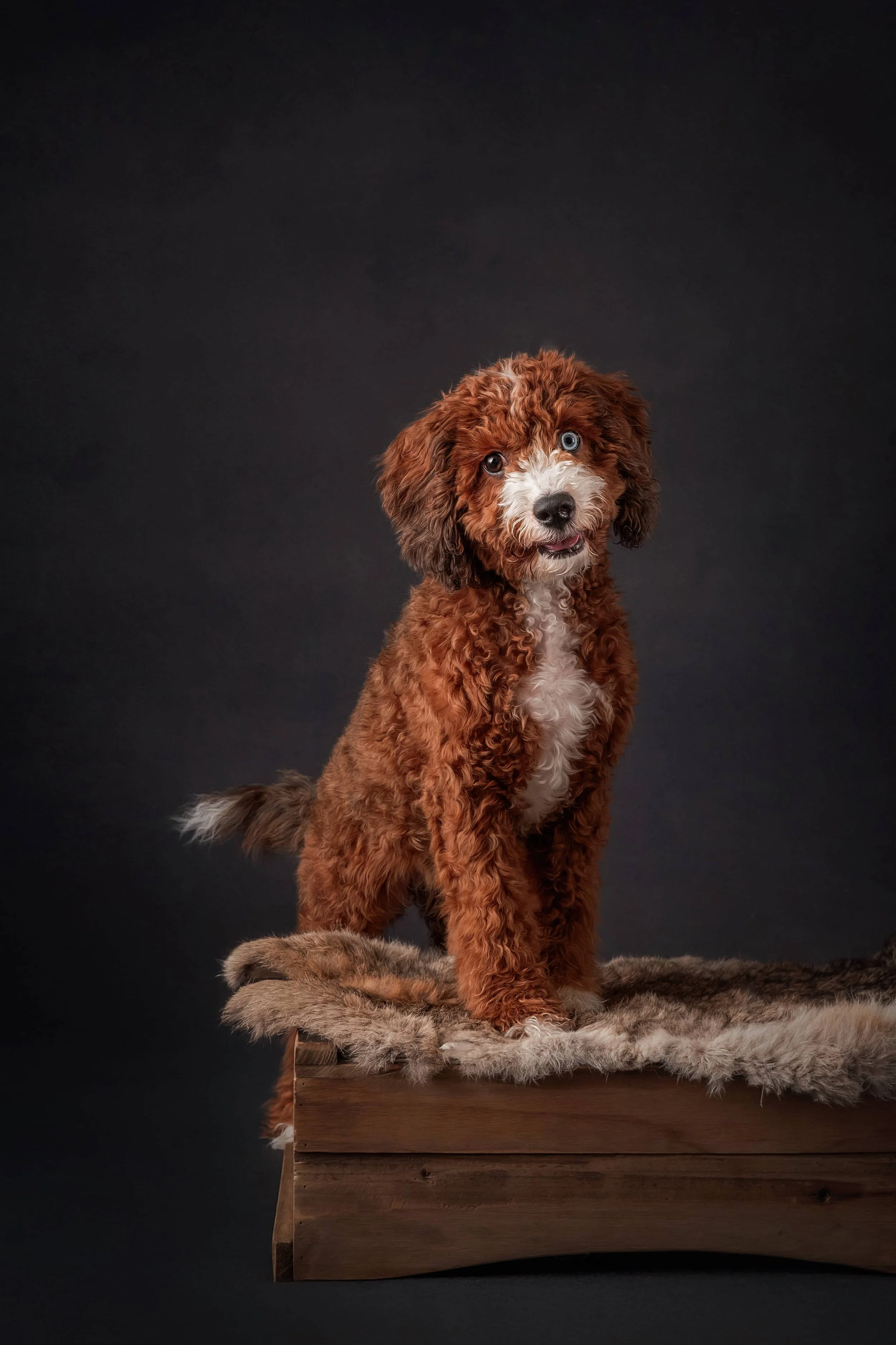 Cavapoo Puppy (2).jpg