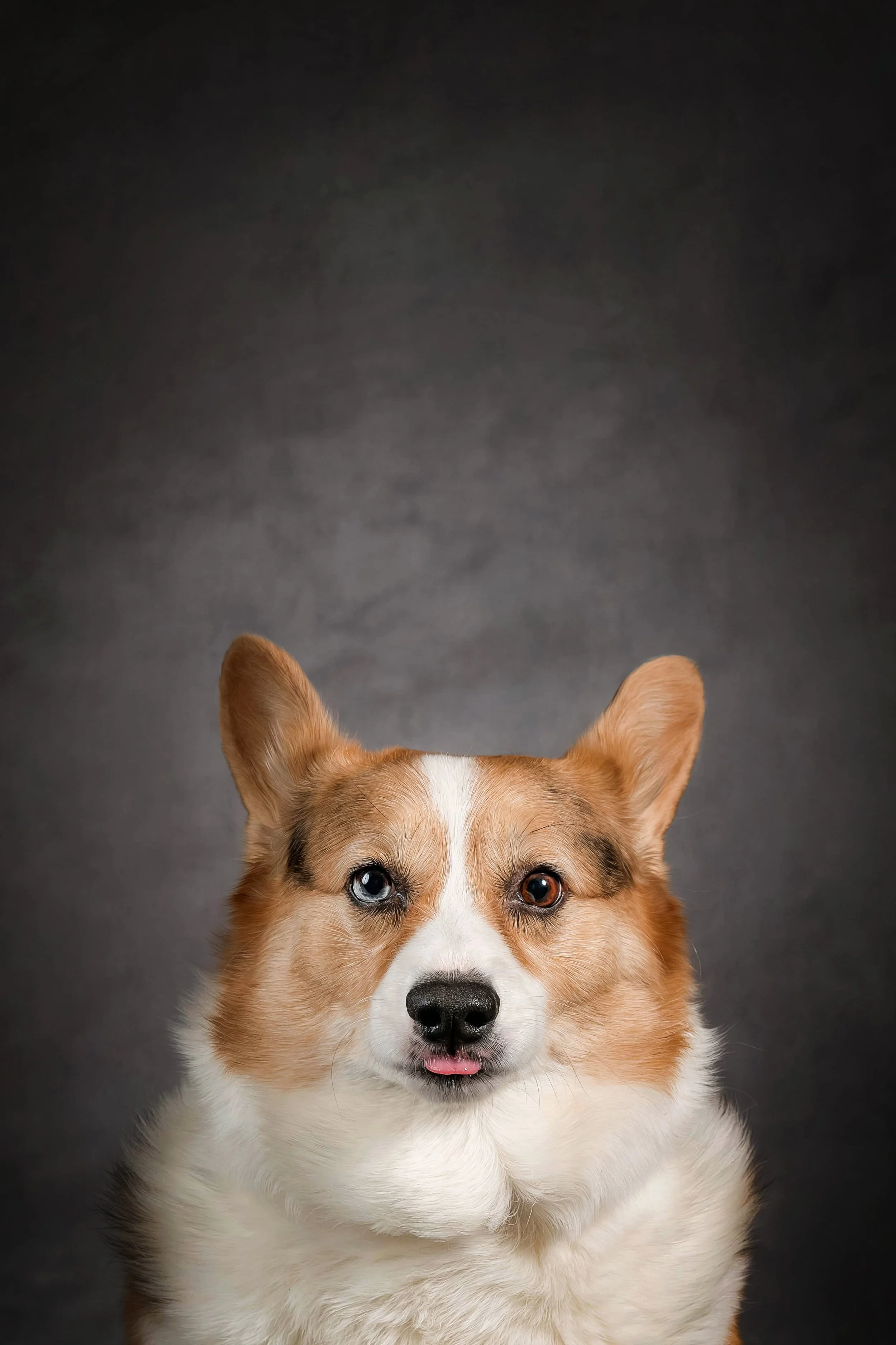 Cardigan Corgi (3).jpg