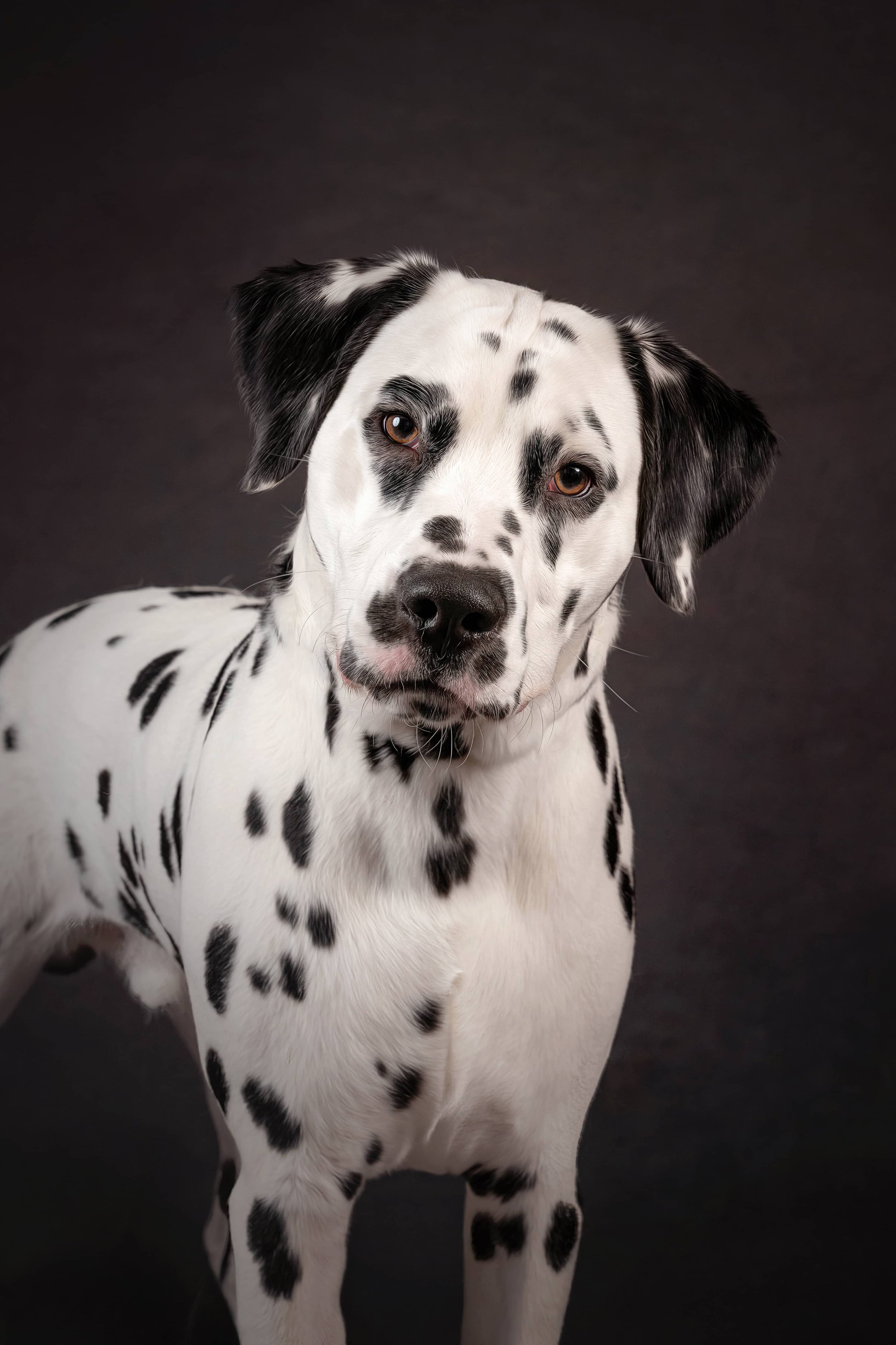 Dalmation.jpg