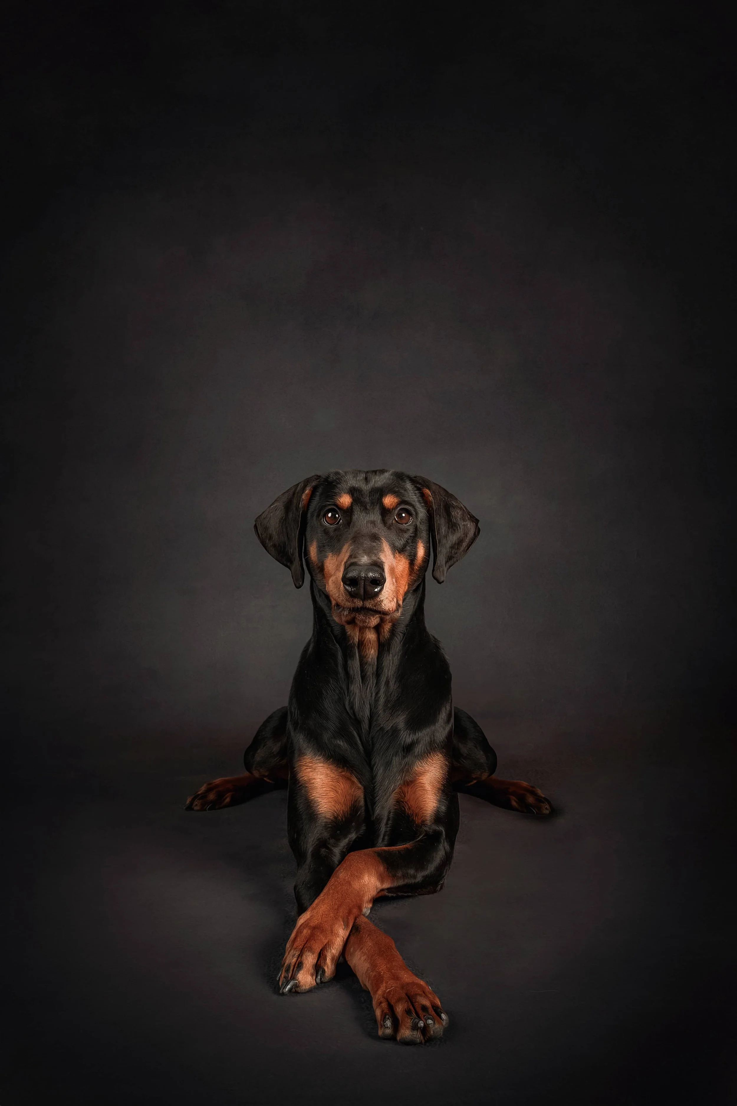 Doberman (6).jpg