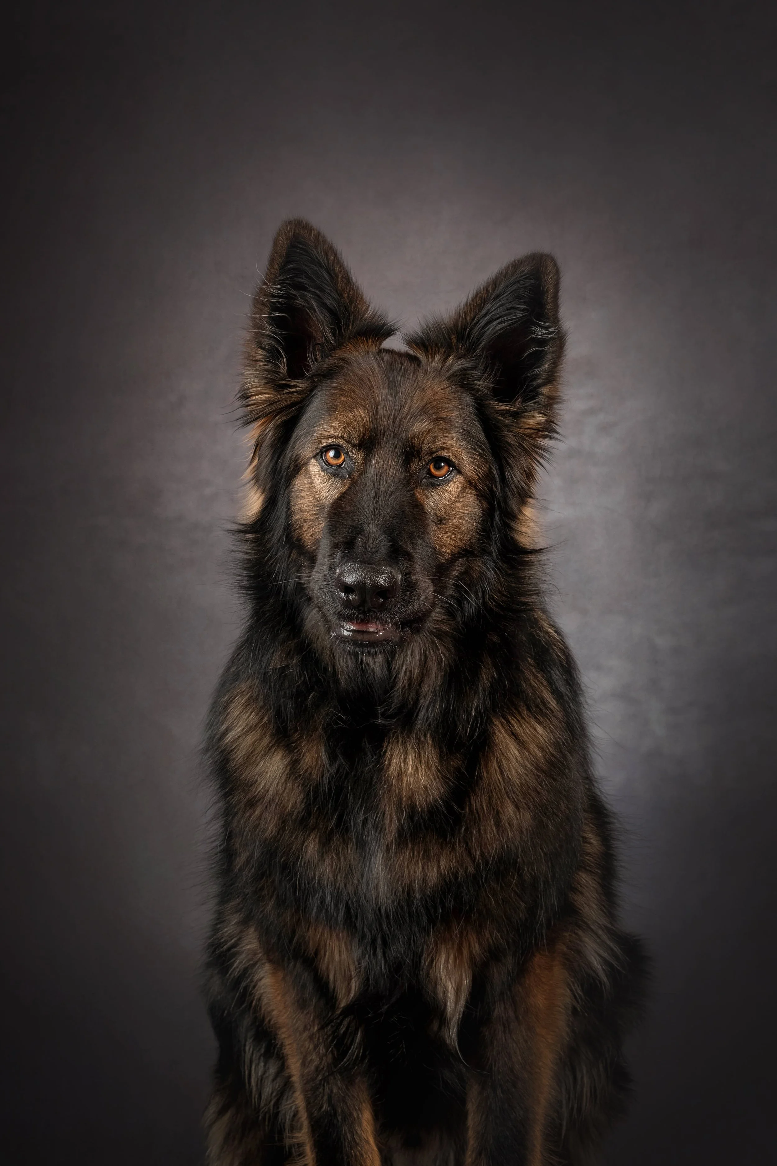 German Shepherd Long (2).jpg