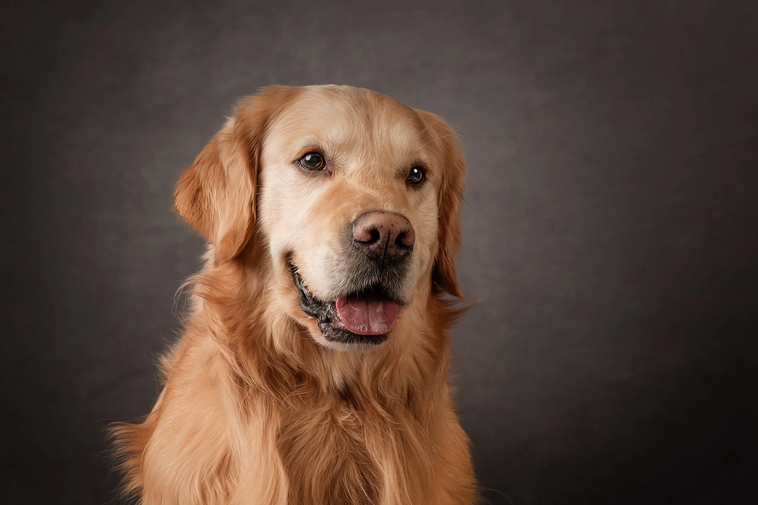 Golden Retriever (1).jpg