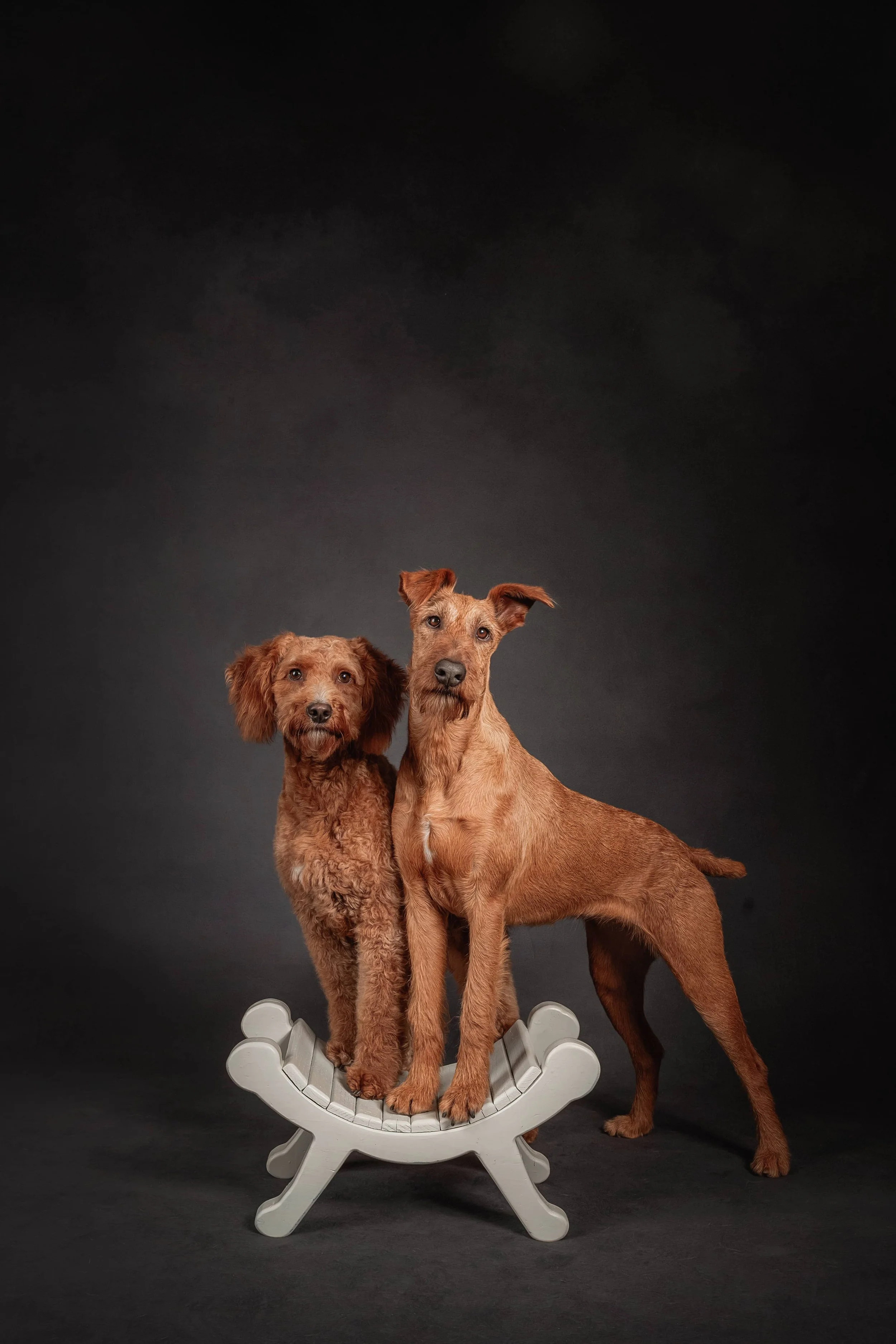 Irish Terrier (2).jpg