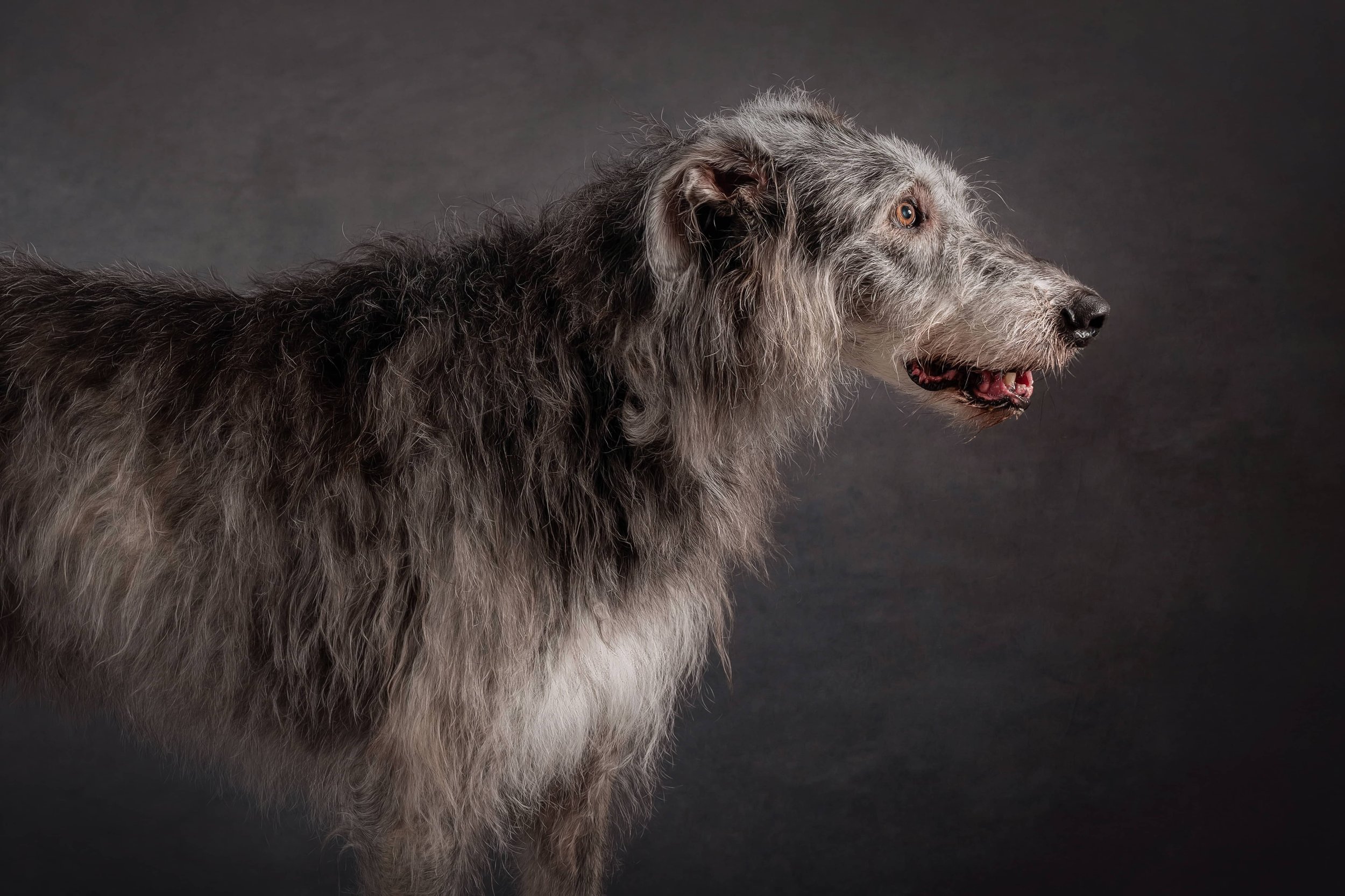 Irish Wolfhound (1).jpg