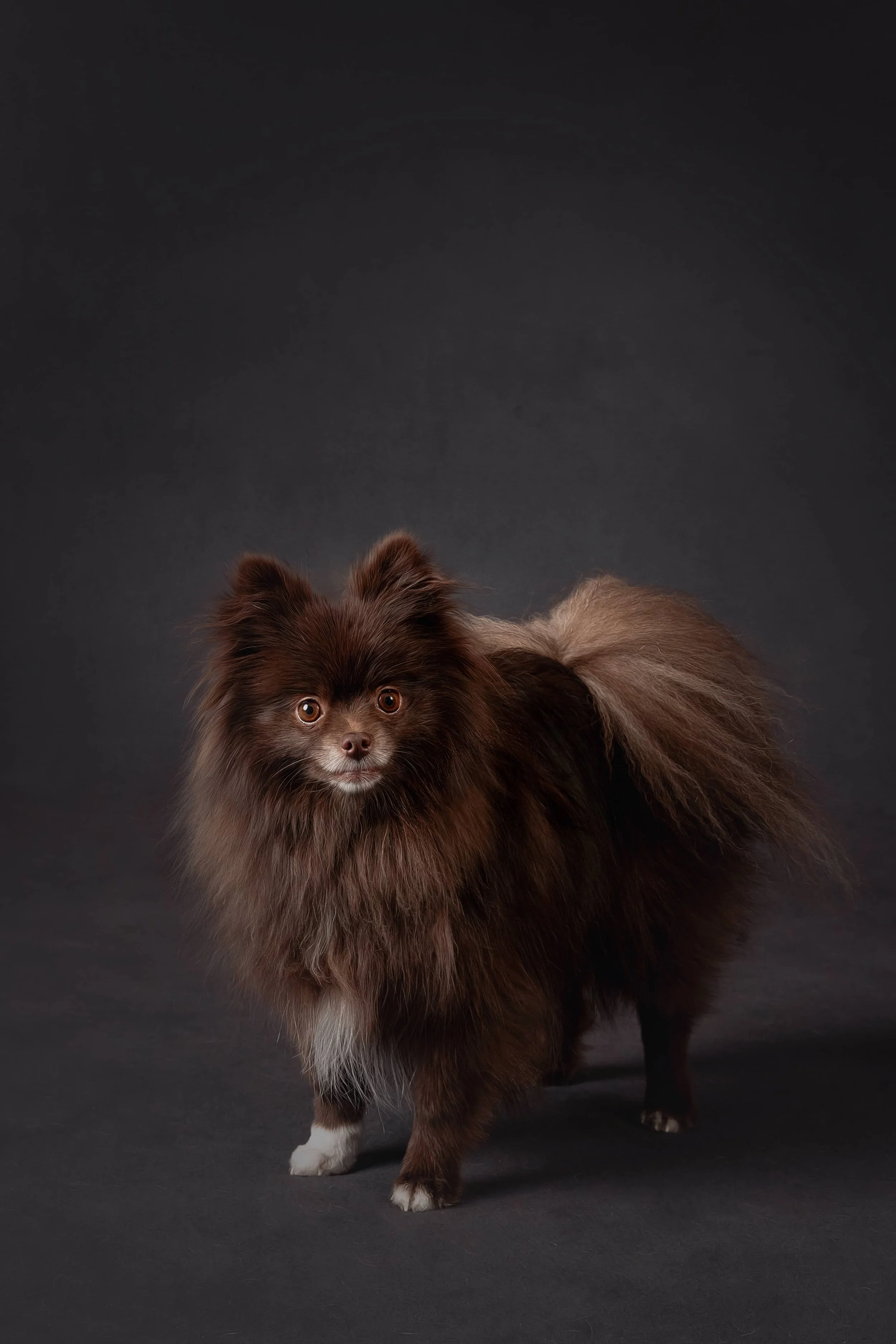 Pomeranian.jpg
