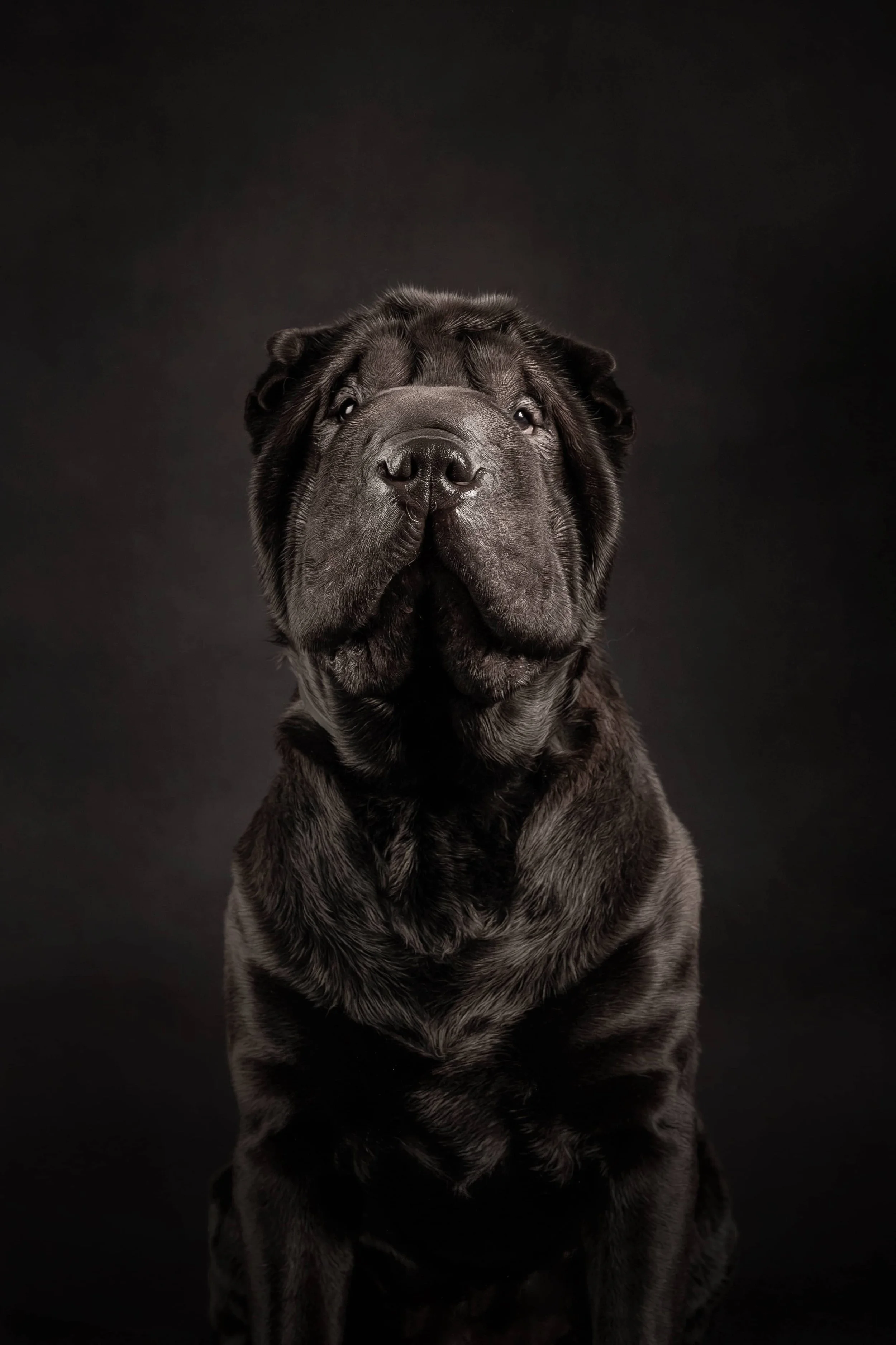 SharPei (2).jpg