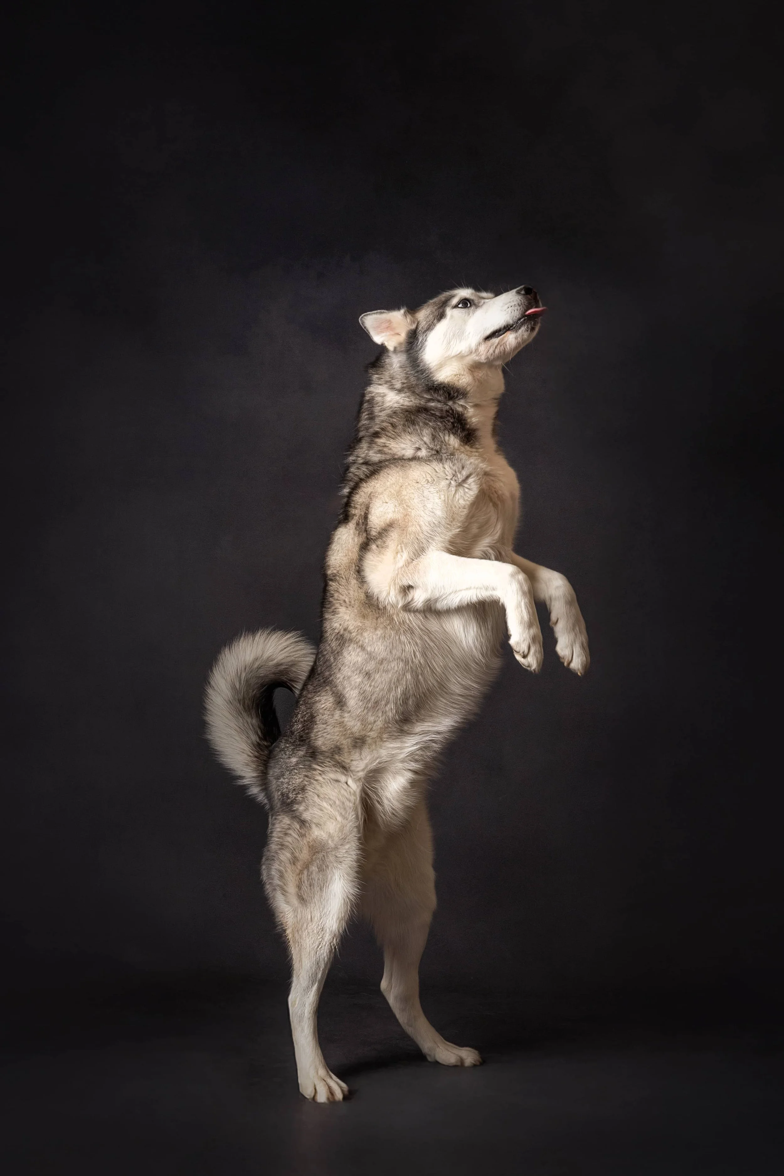 Siberian Husky (1).jpg