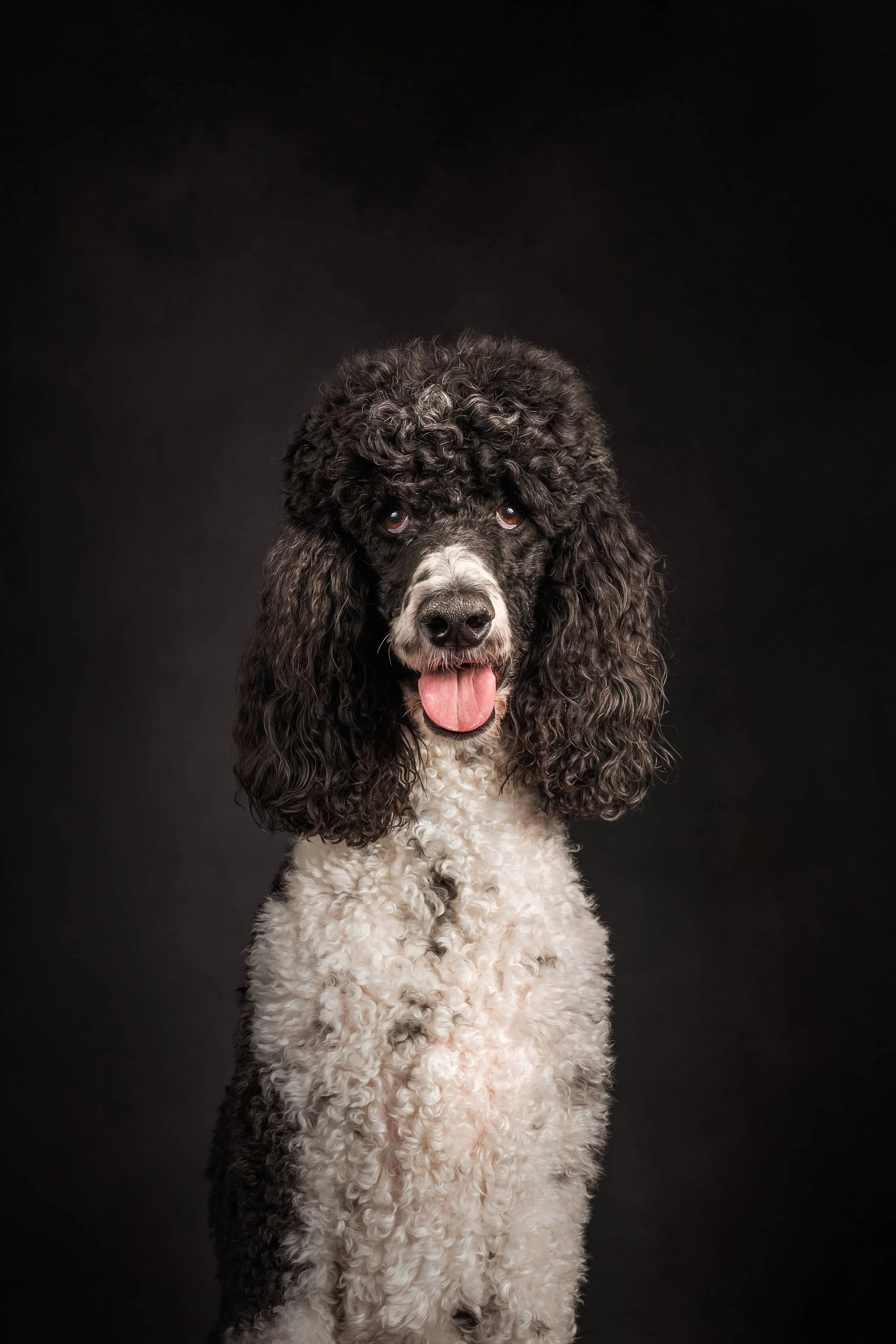 StandardPoodle.jpg