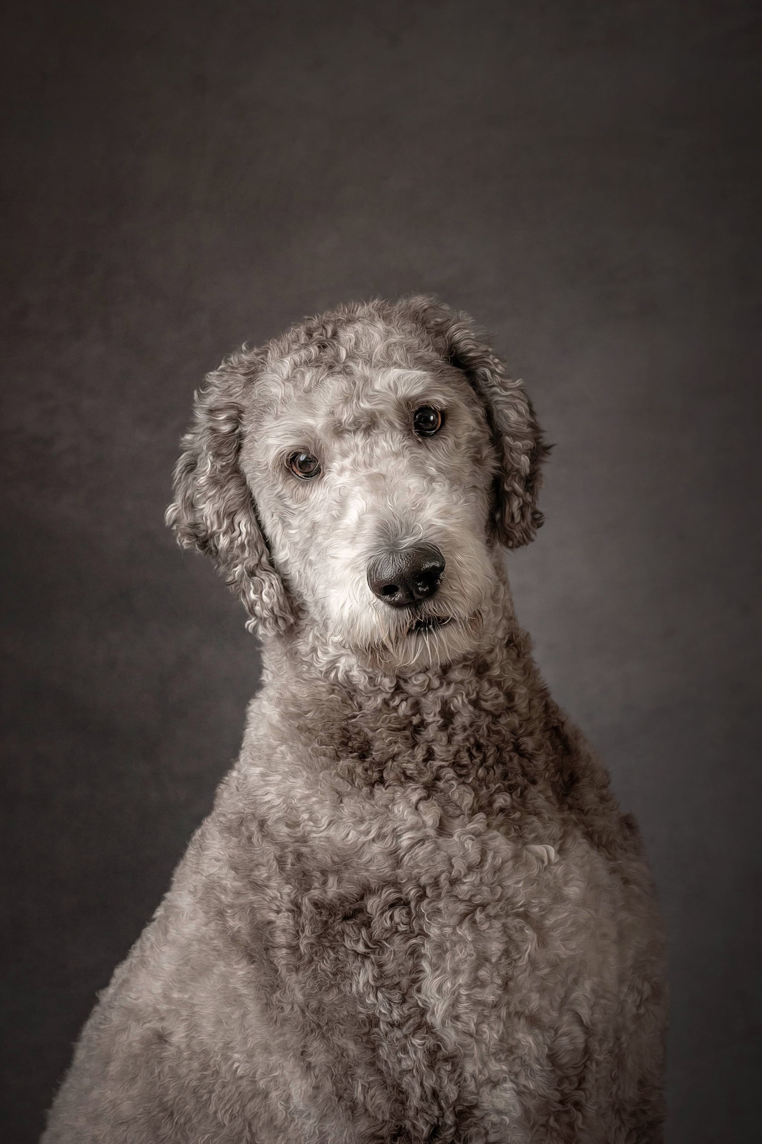 Sheepadoodle.jpg