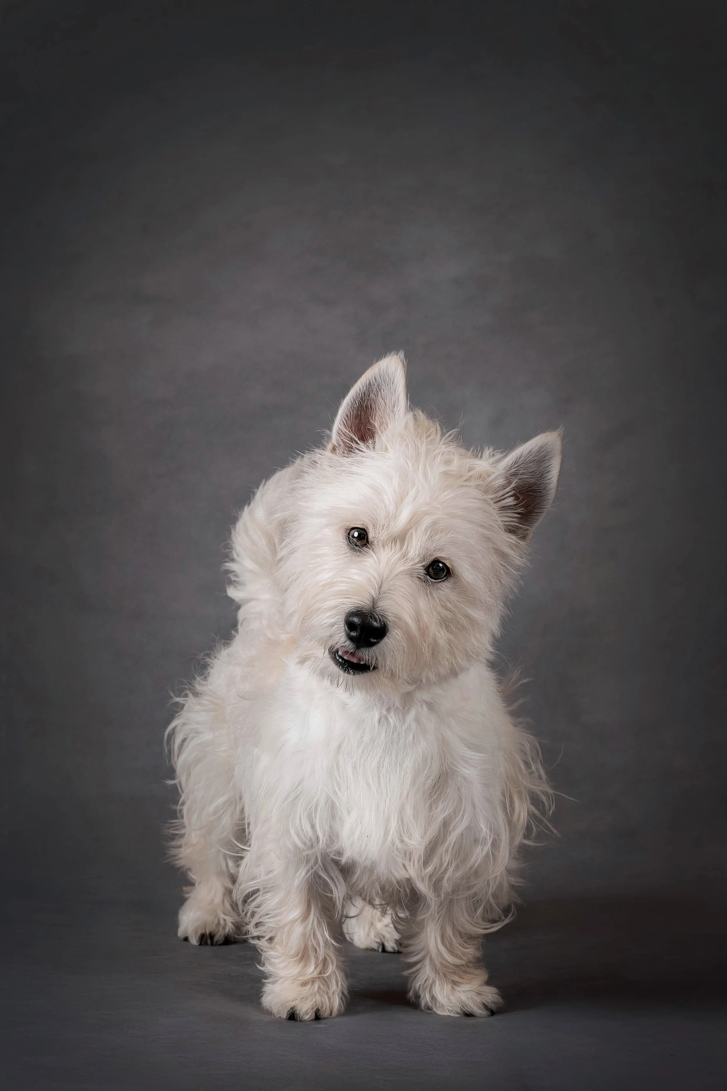 West Highland Terrier.jpg