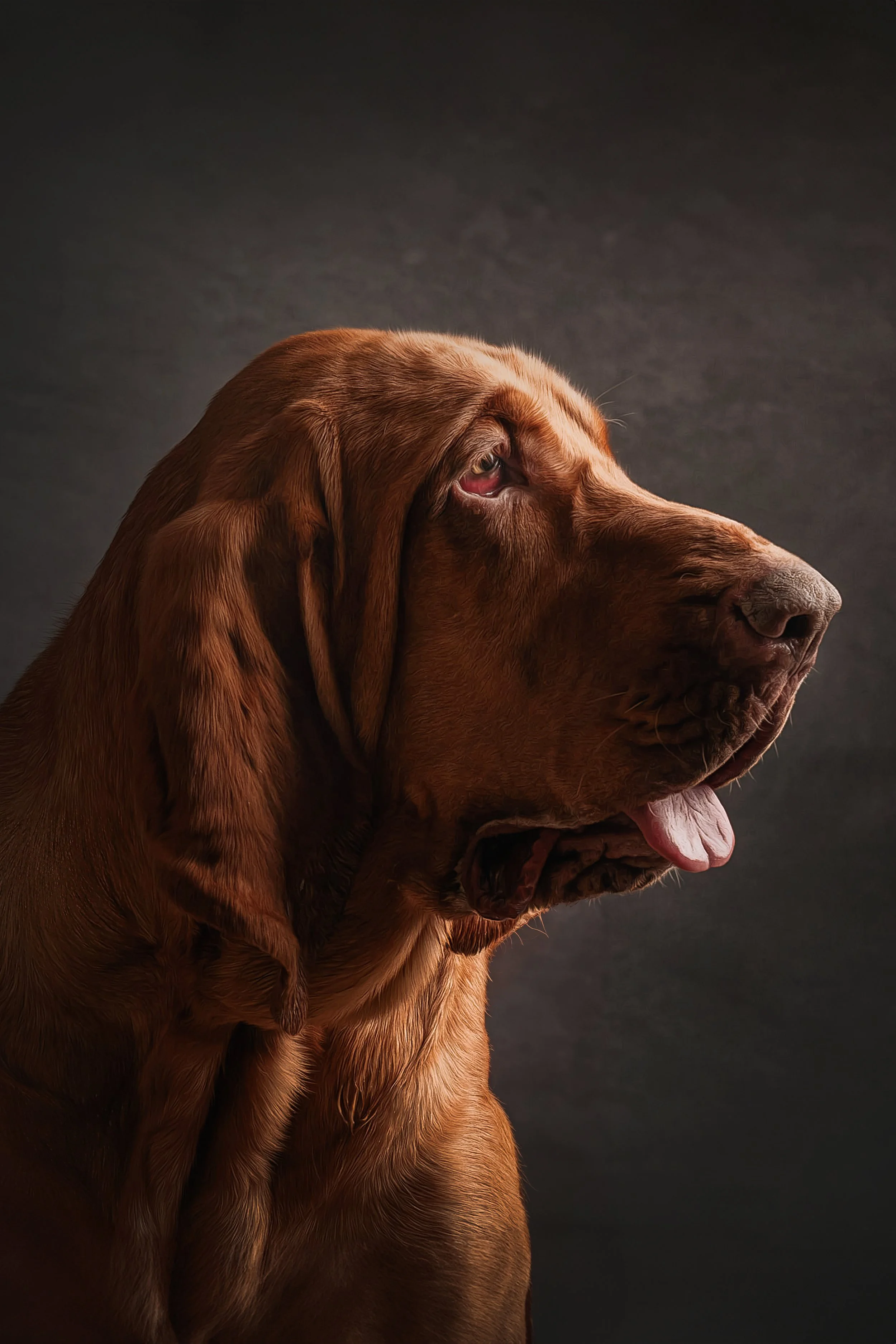 Blood Hound (2).jpg