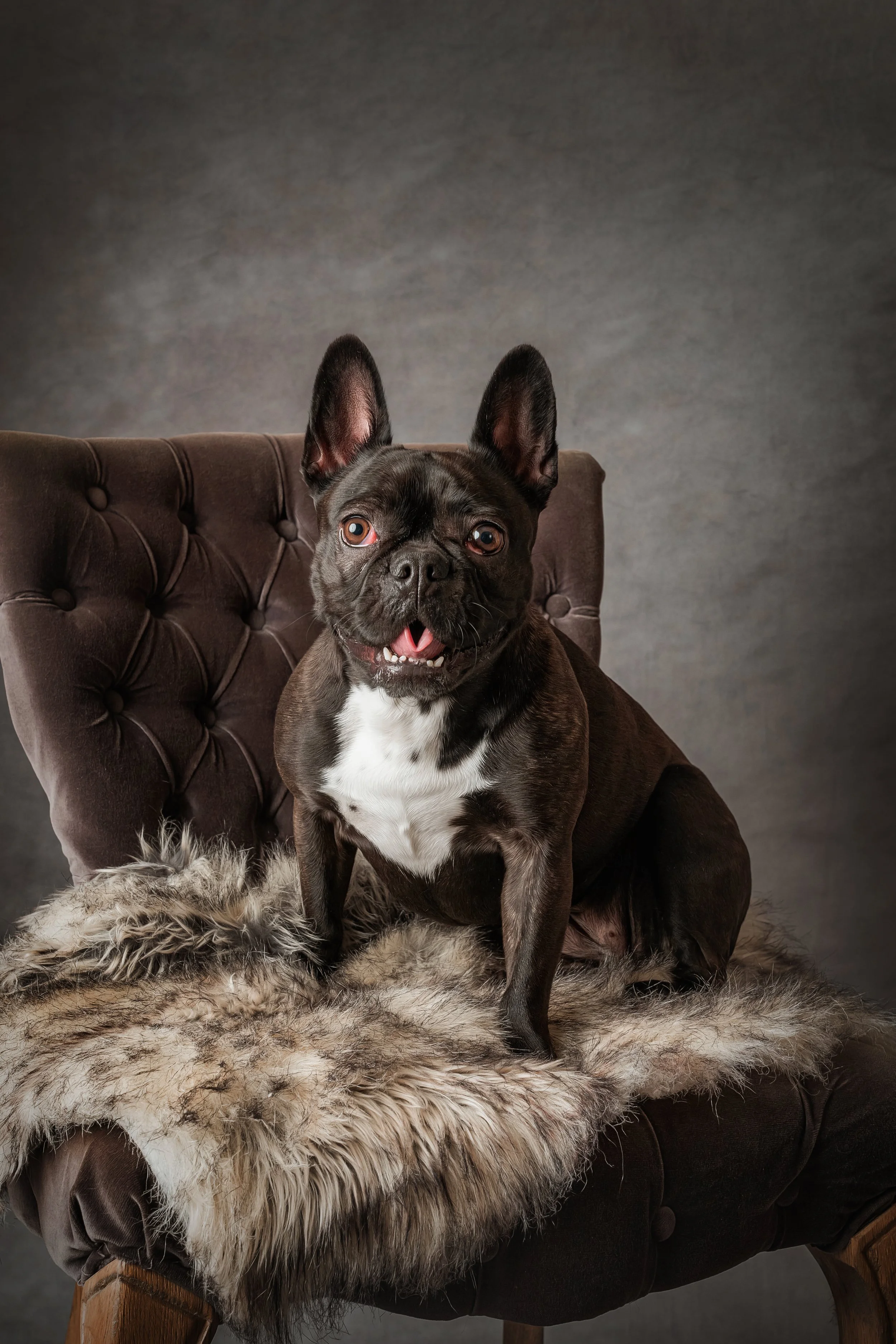 French Bulldog (1).jpg