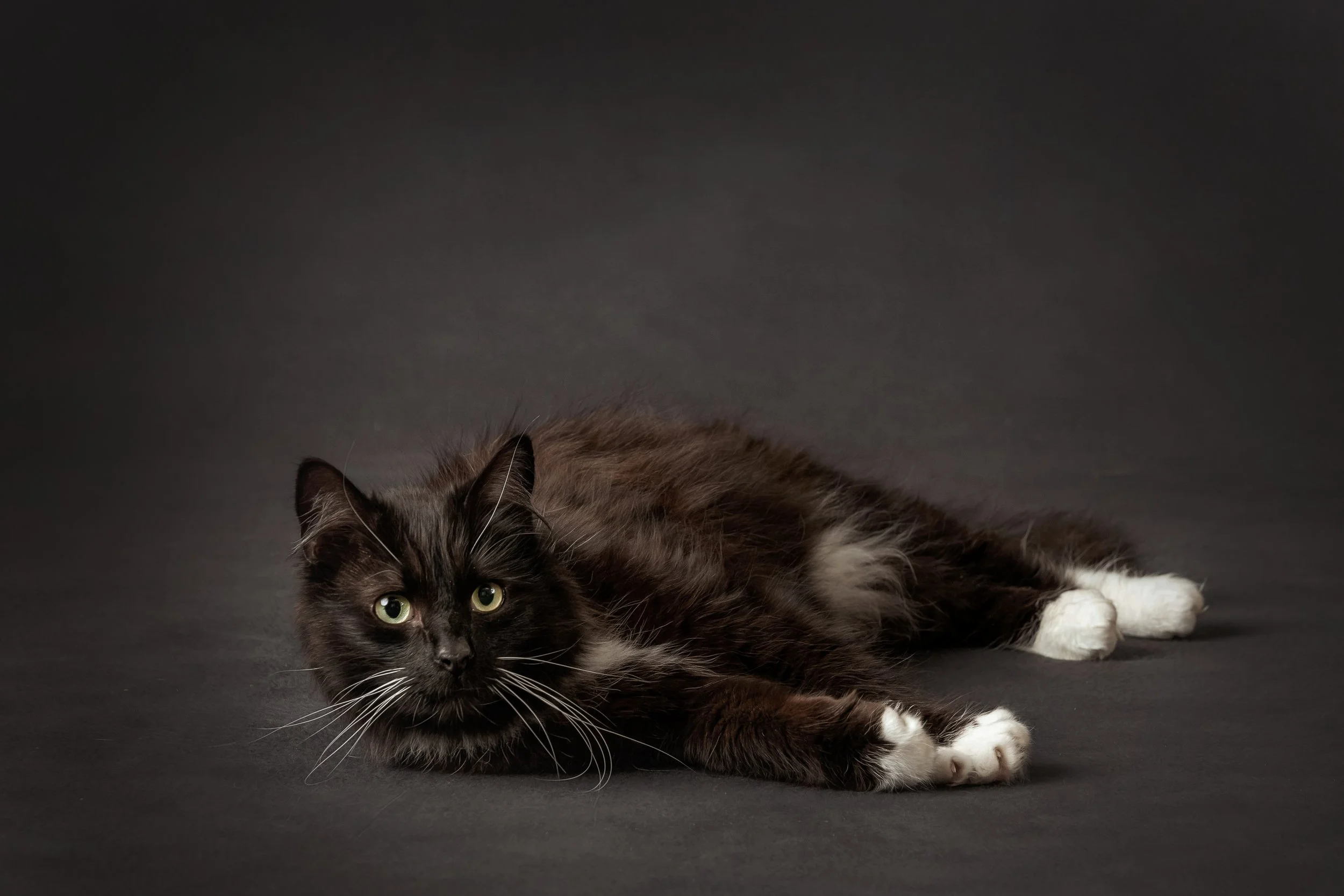 Tuxedo Cat.jpg