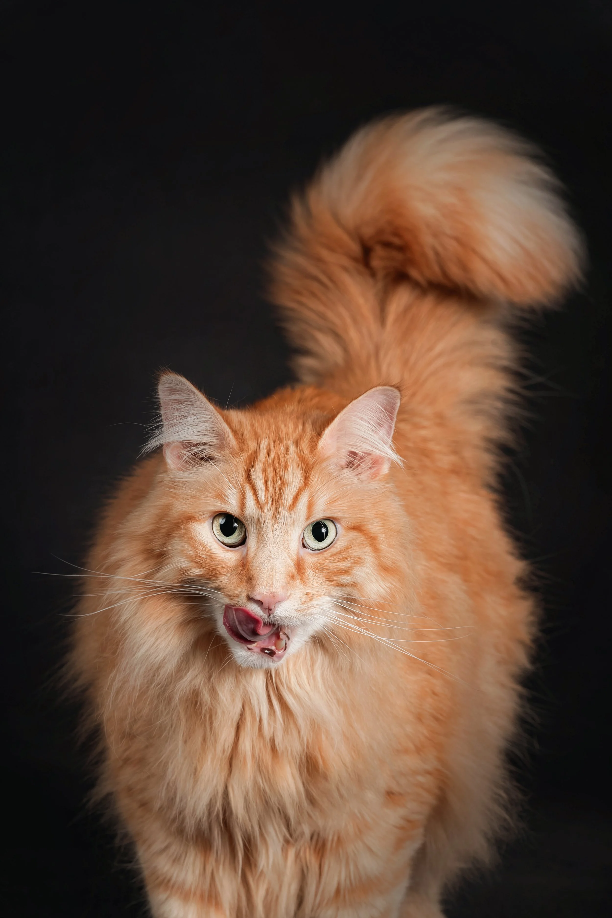 Yellow Cat (1).jpg
