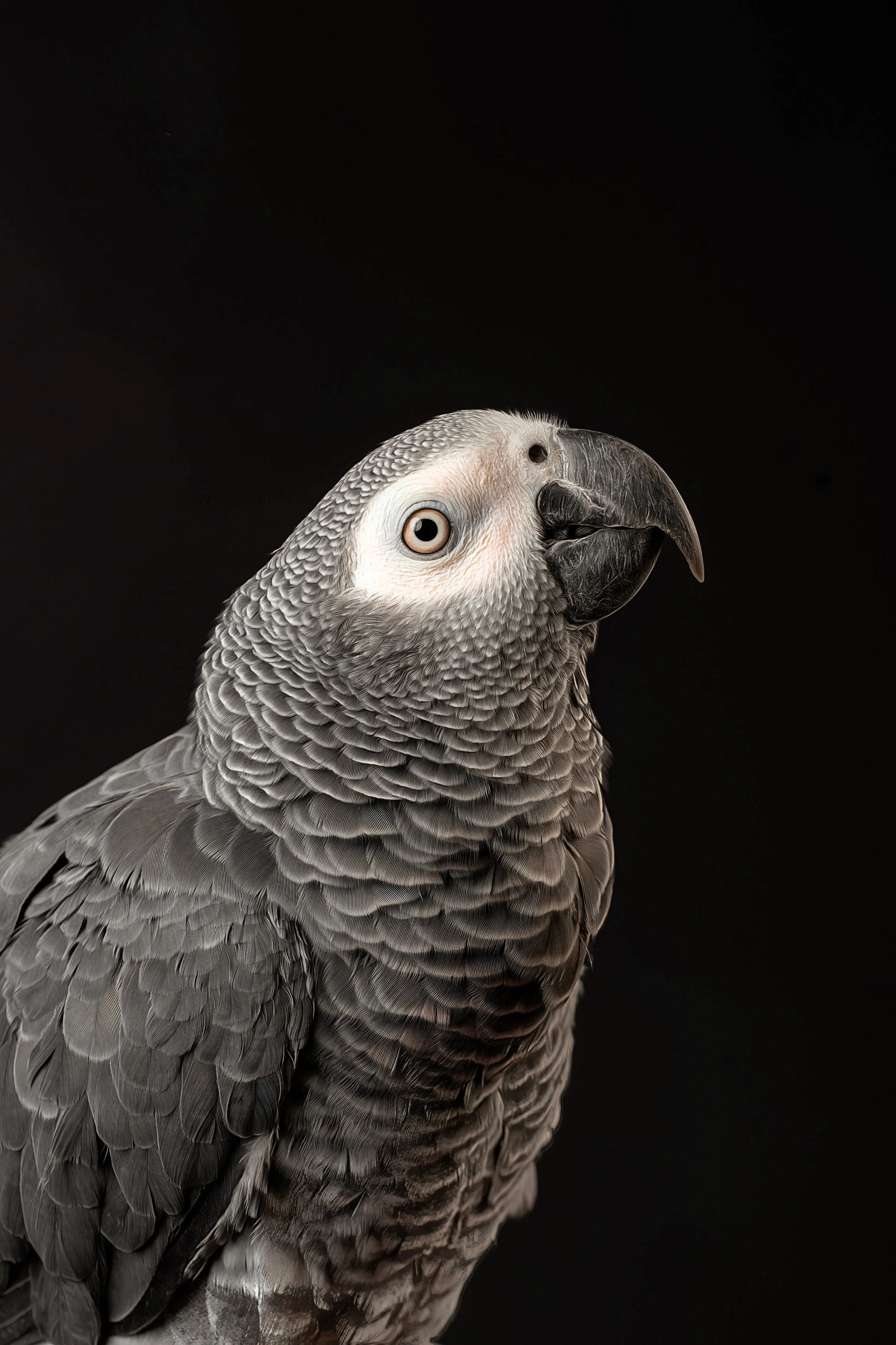 Amazon Parrot (1).jpg