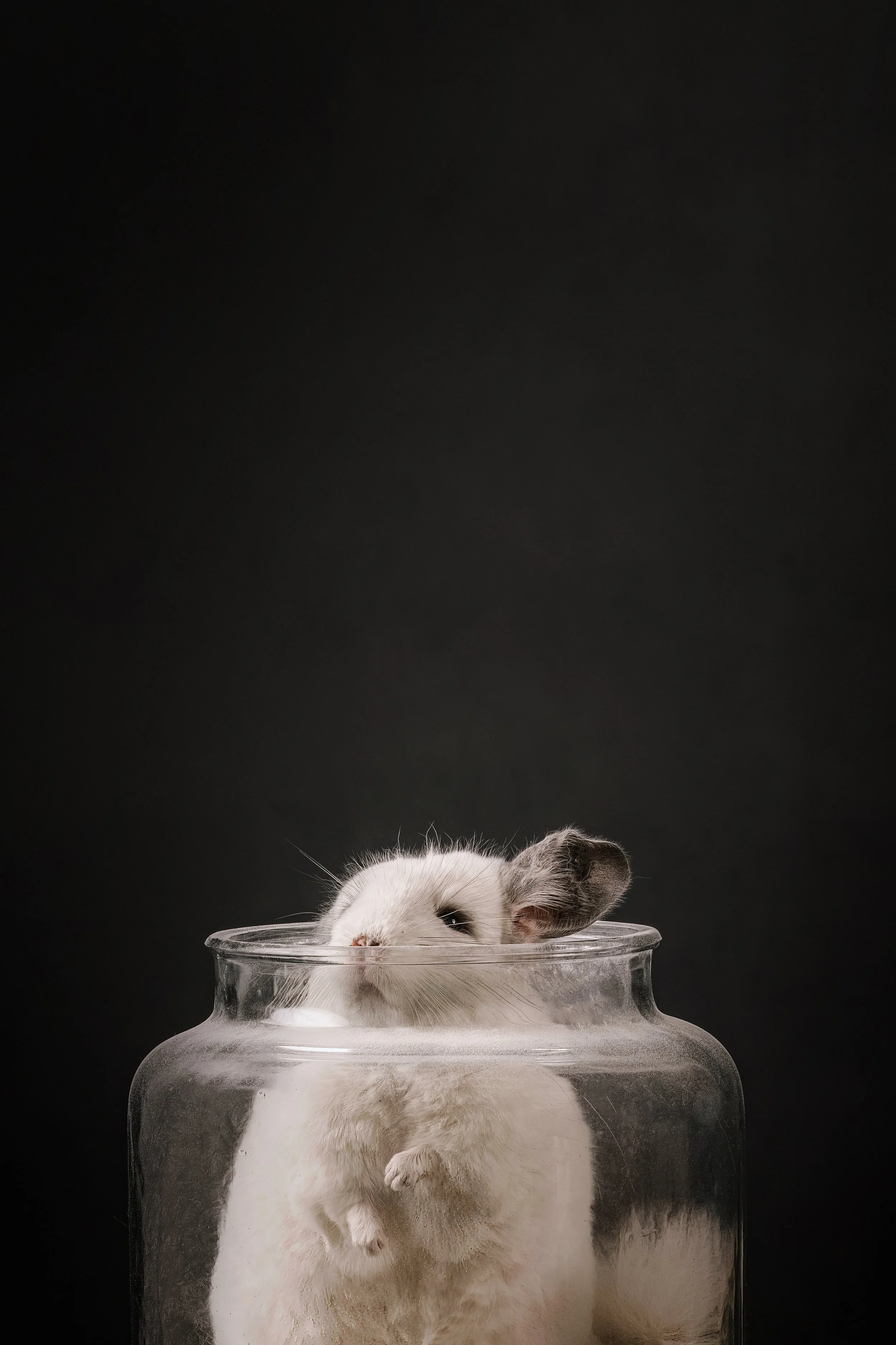 Chinchilla (1).jpg