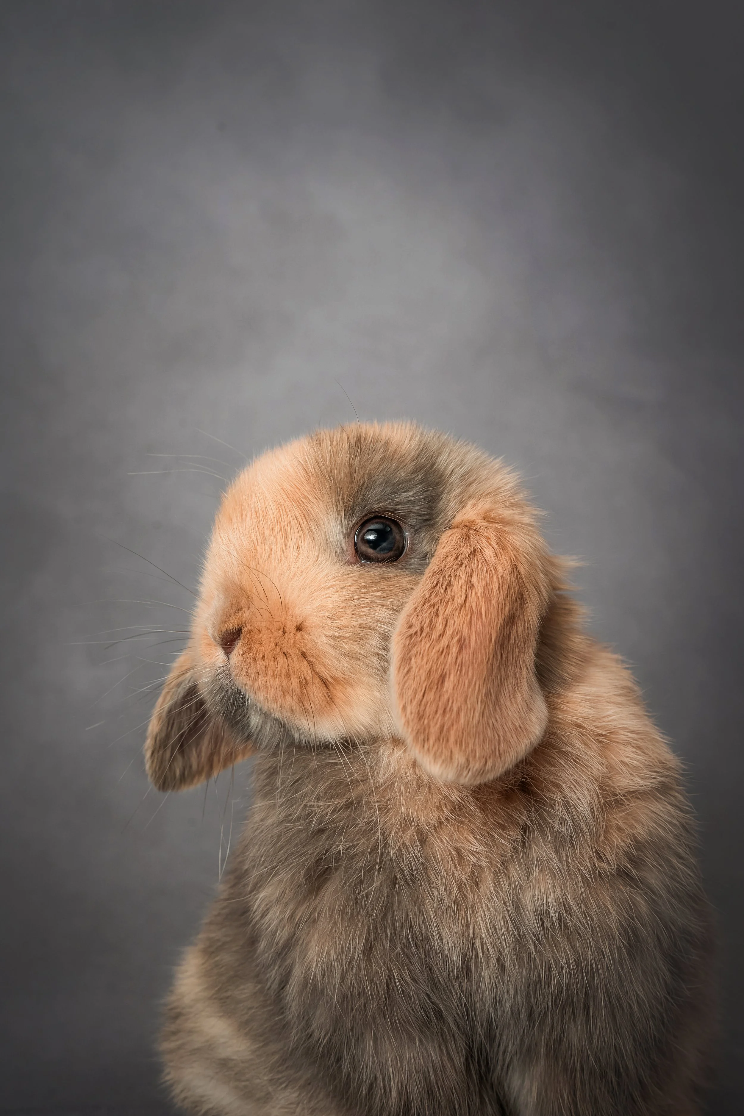 Holland Lop (1).jpg