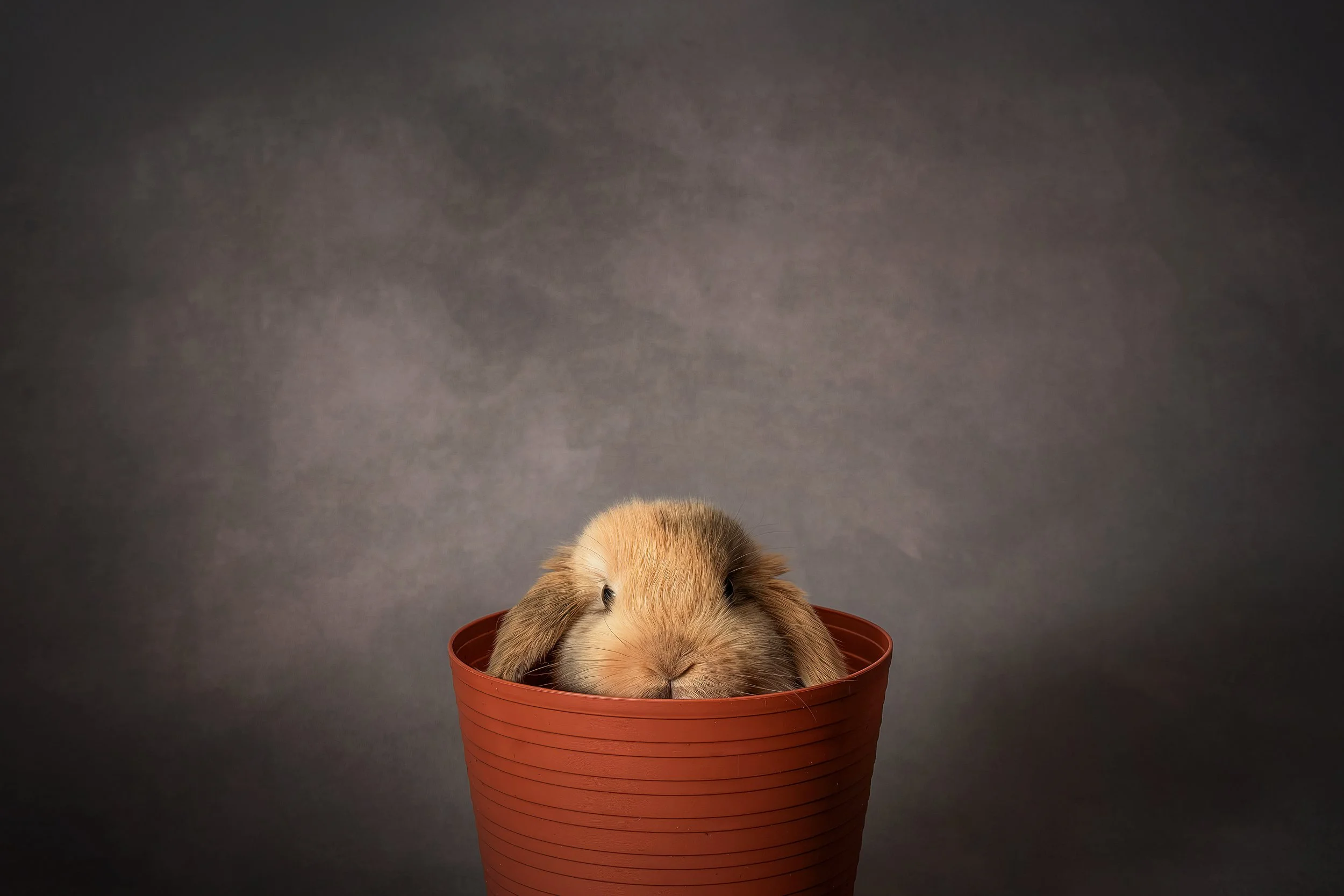 Holland Lop (2).jpg