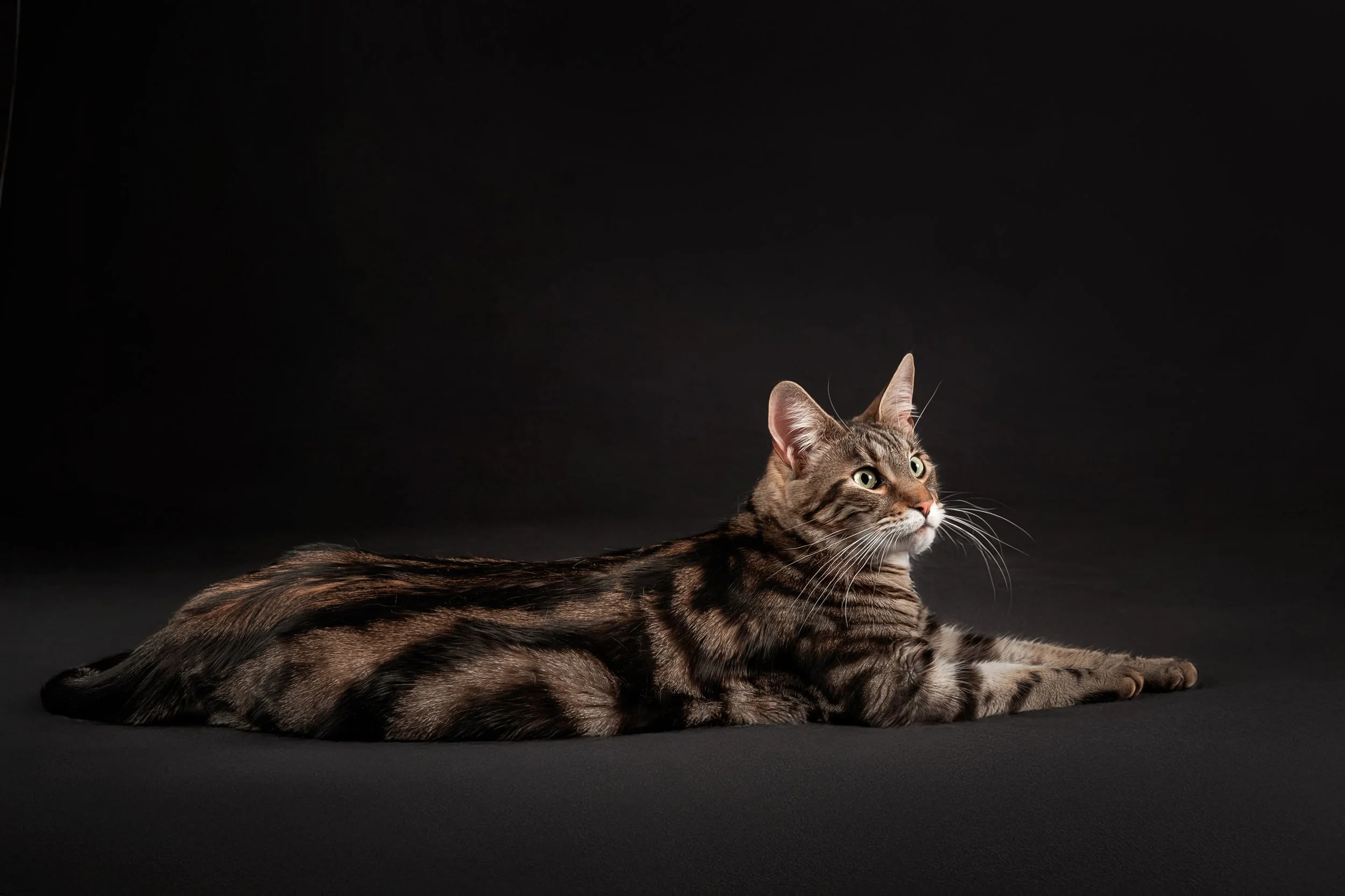 Savannah Cat (3).jpg