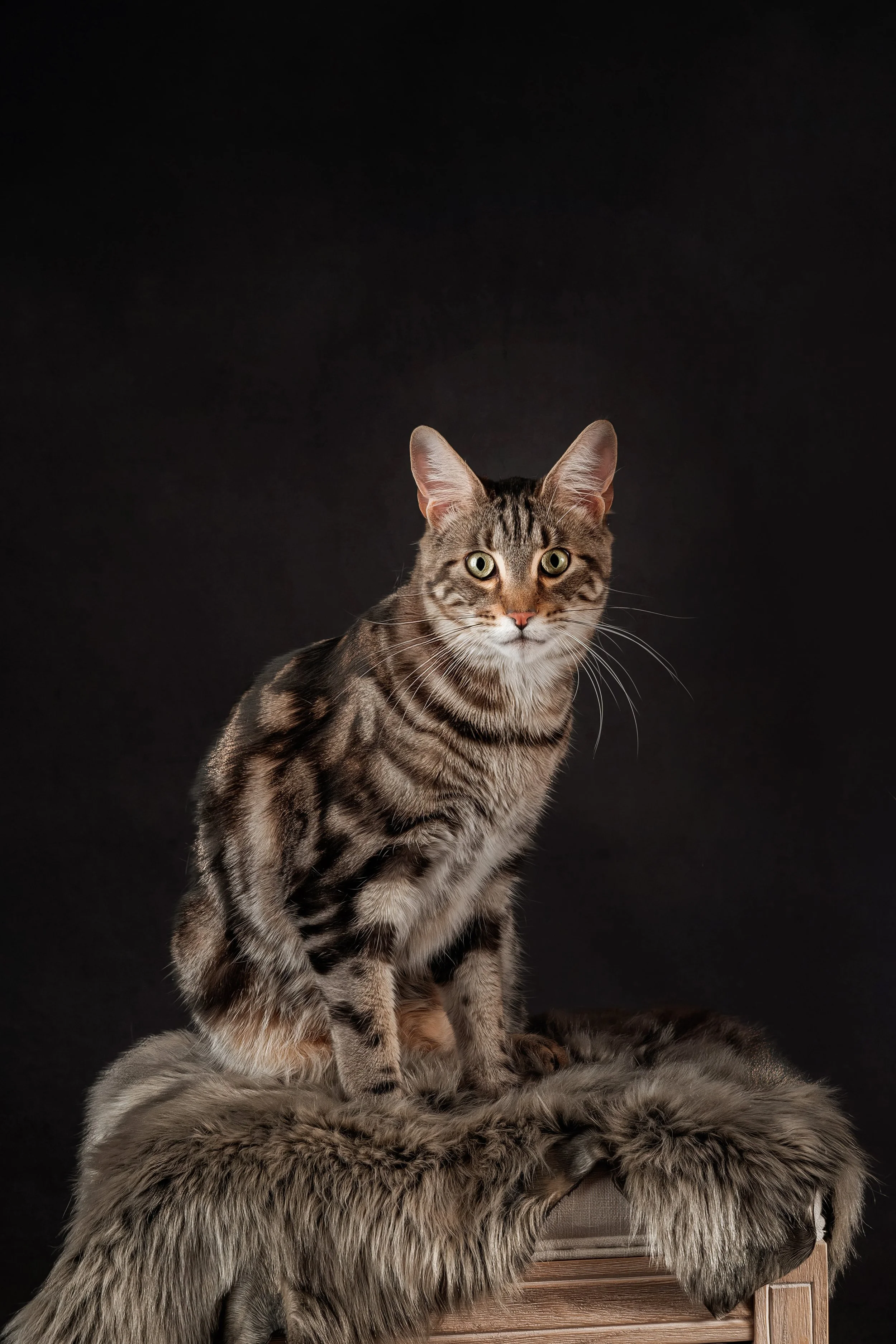 Savannah Cat (2).jpg