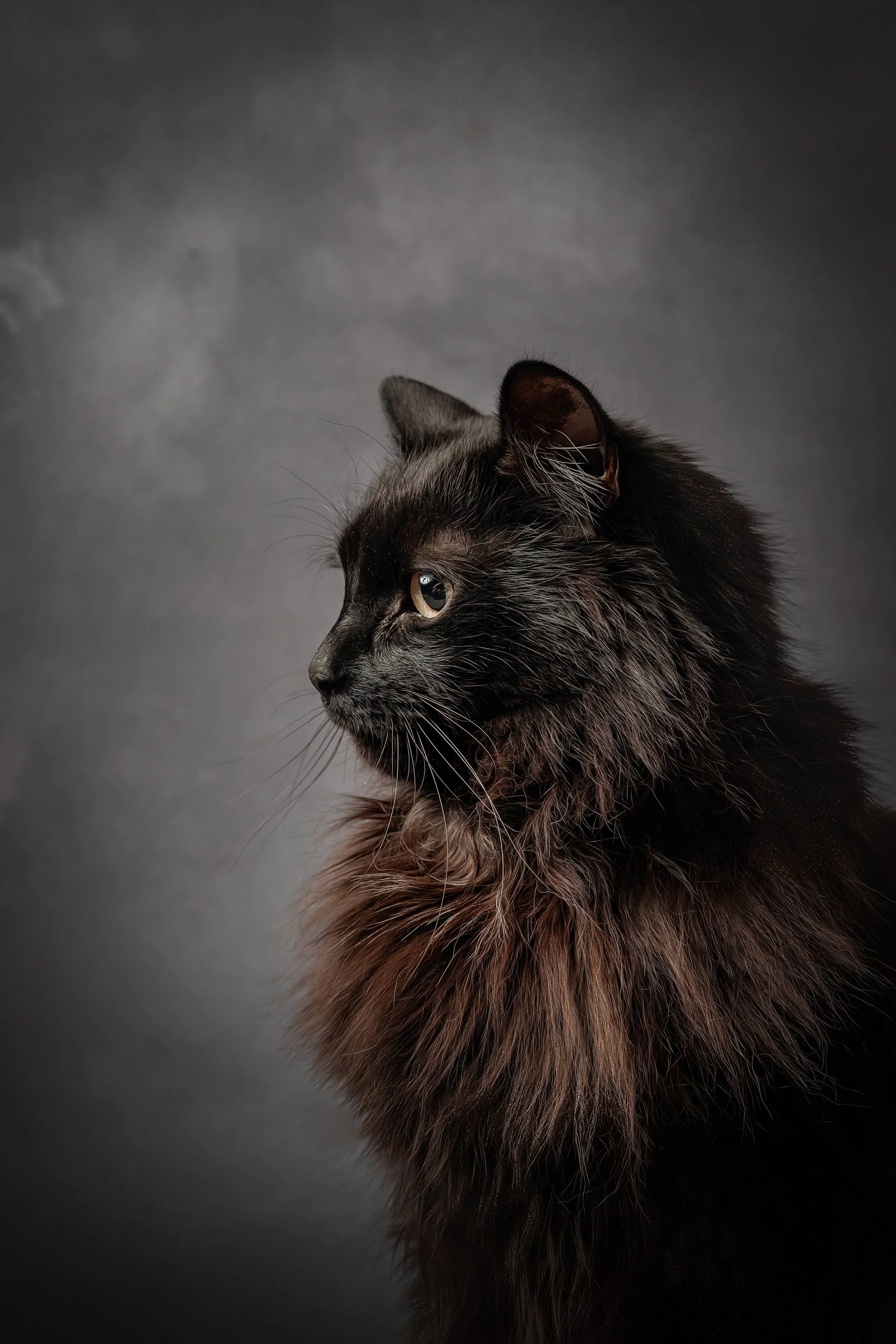 Maine Coon.jpg