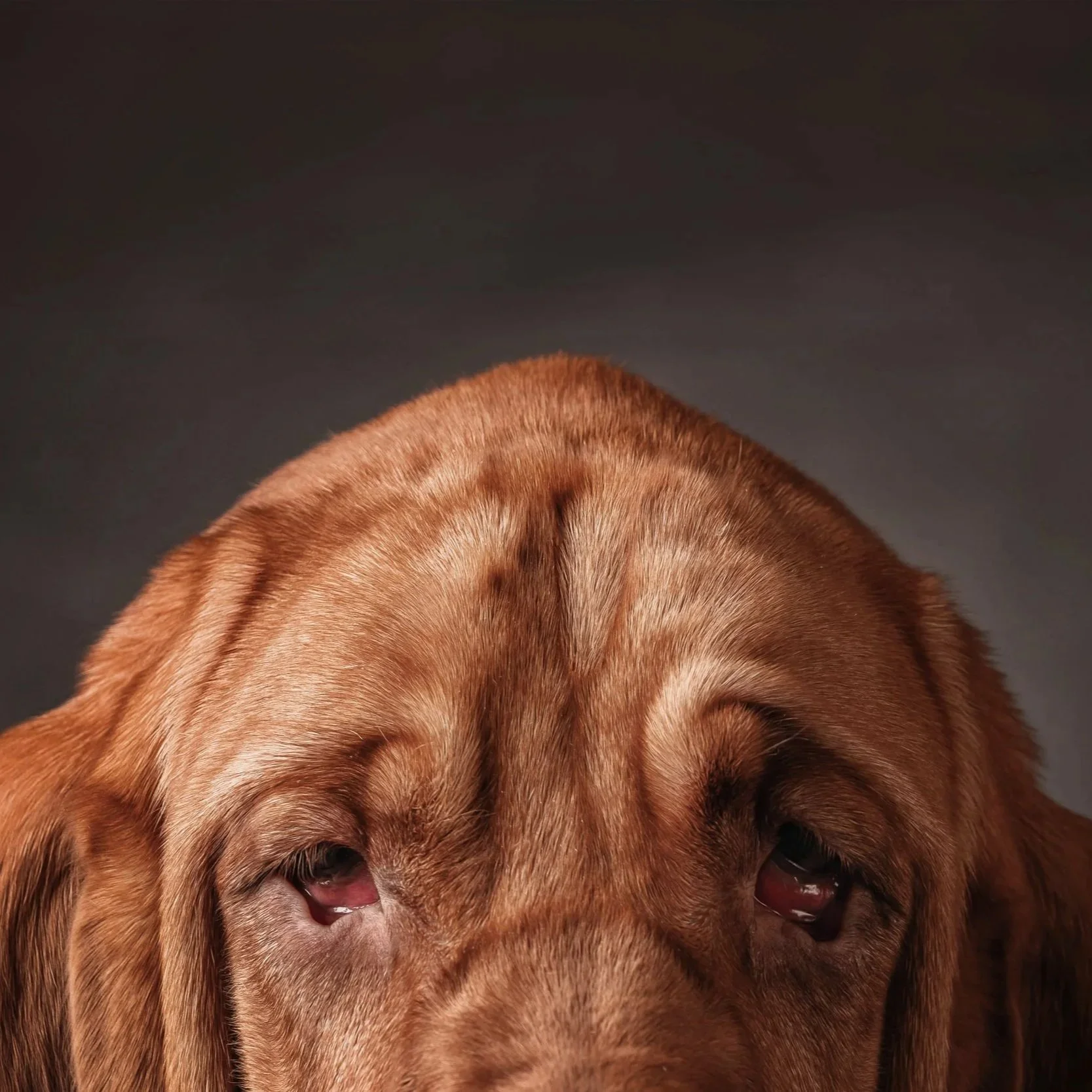 Bassett hound (6).jpg