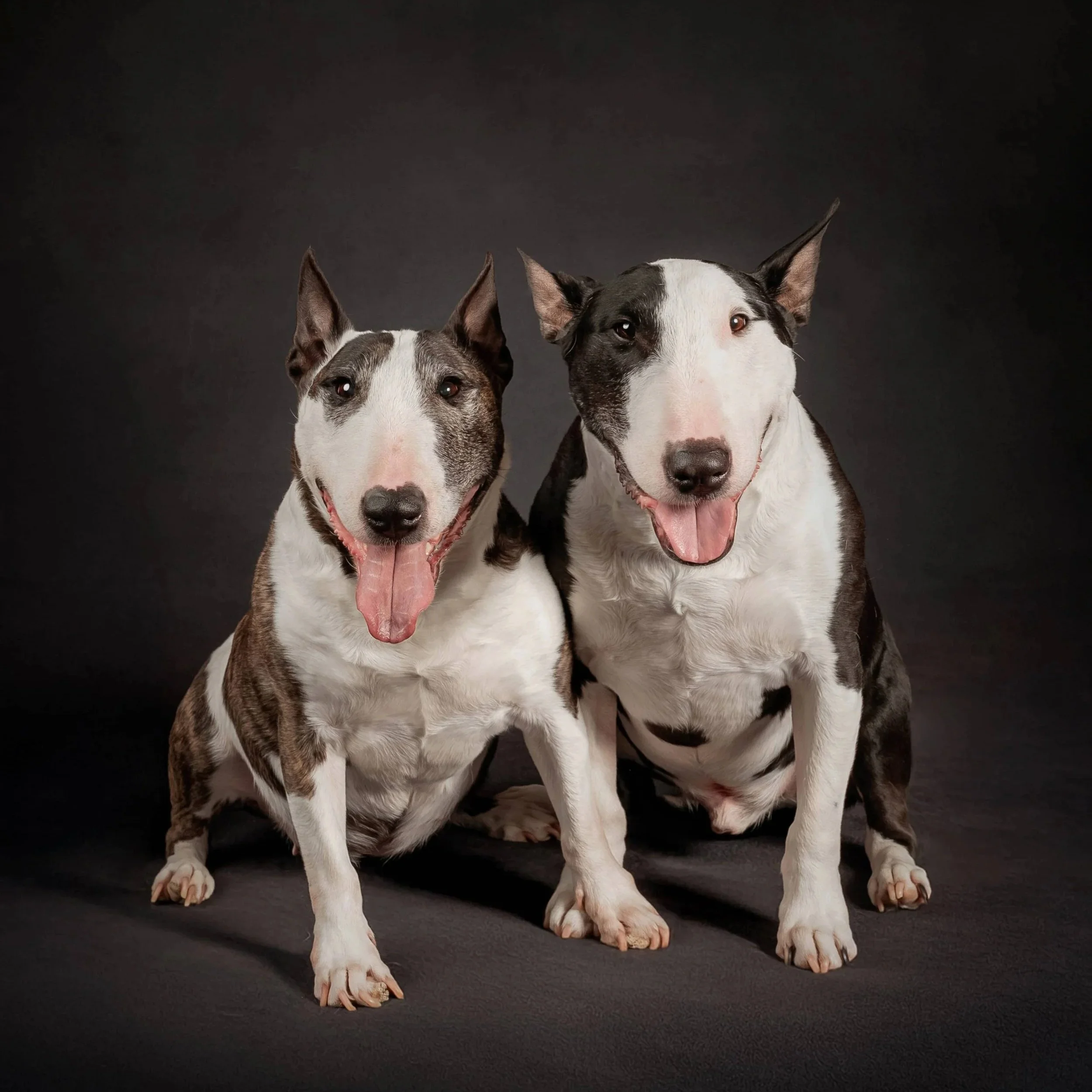 Bull Terrier.jpg
