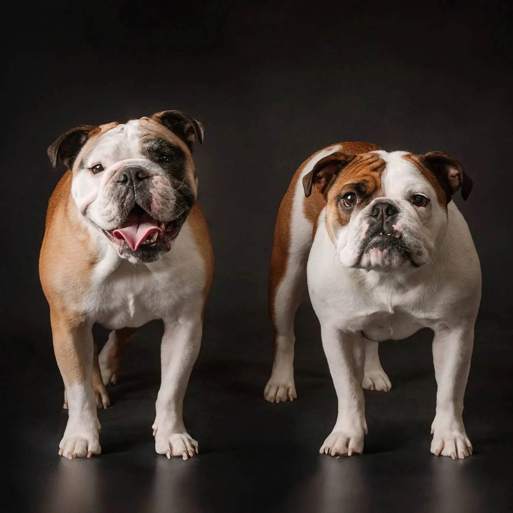 Bulldogs (3).jpg