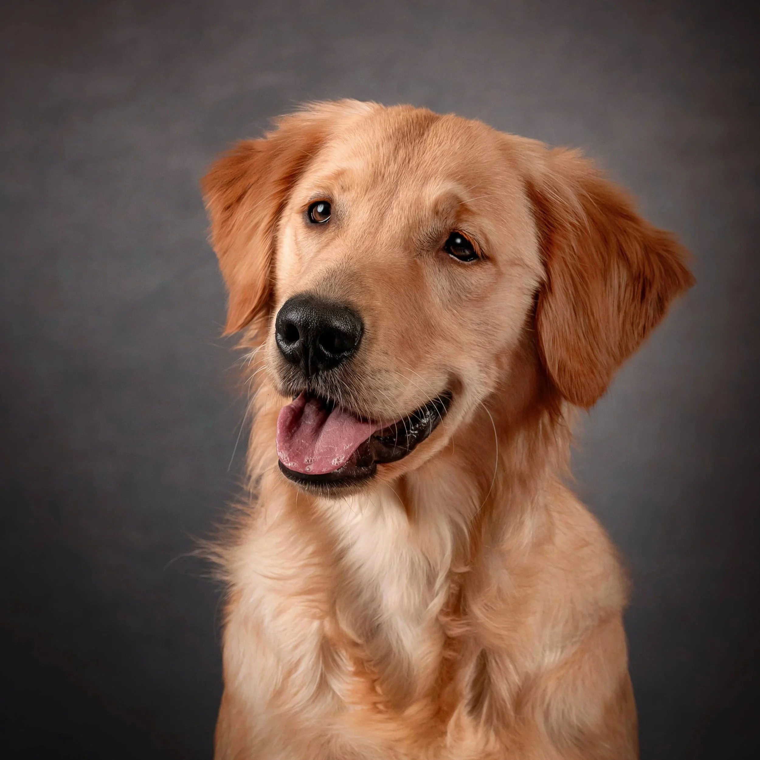 Golden Retriever (2).jpg