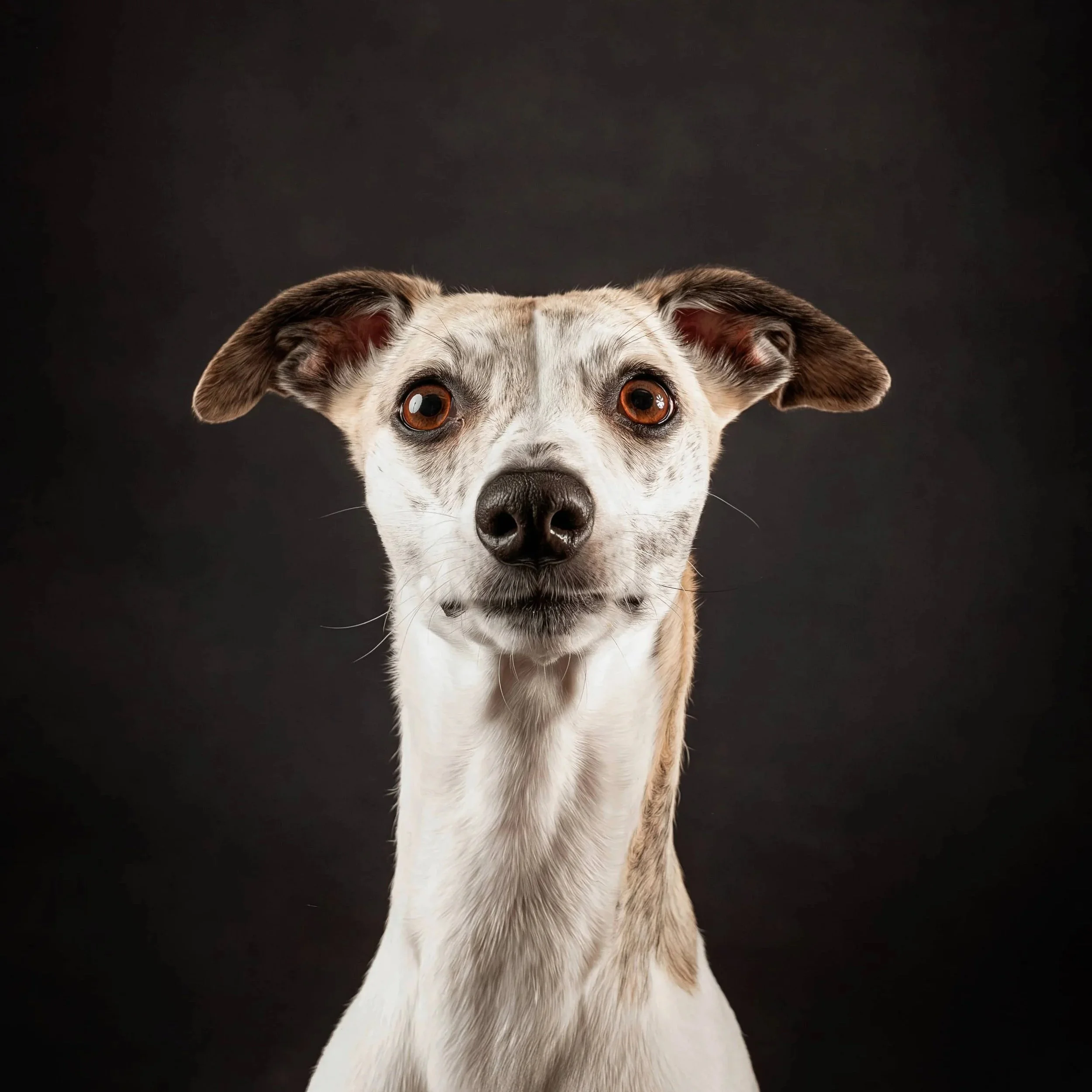 Whippet (2).jpg