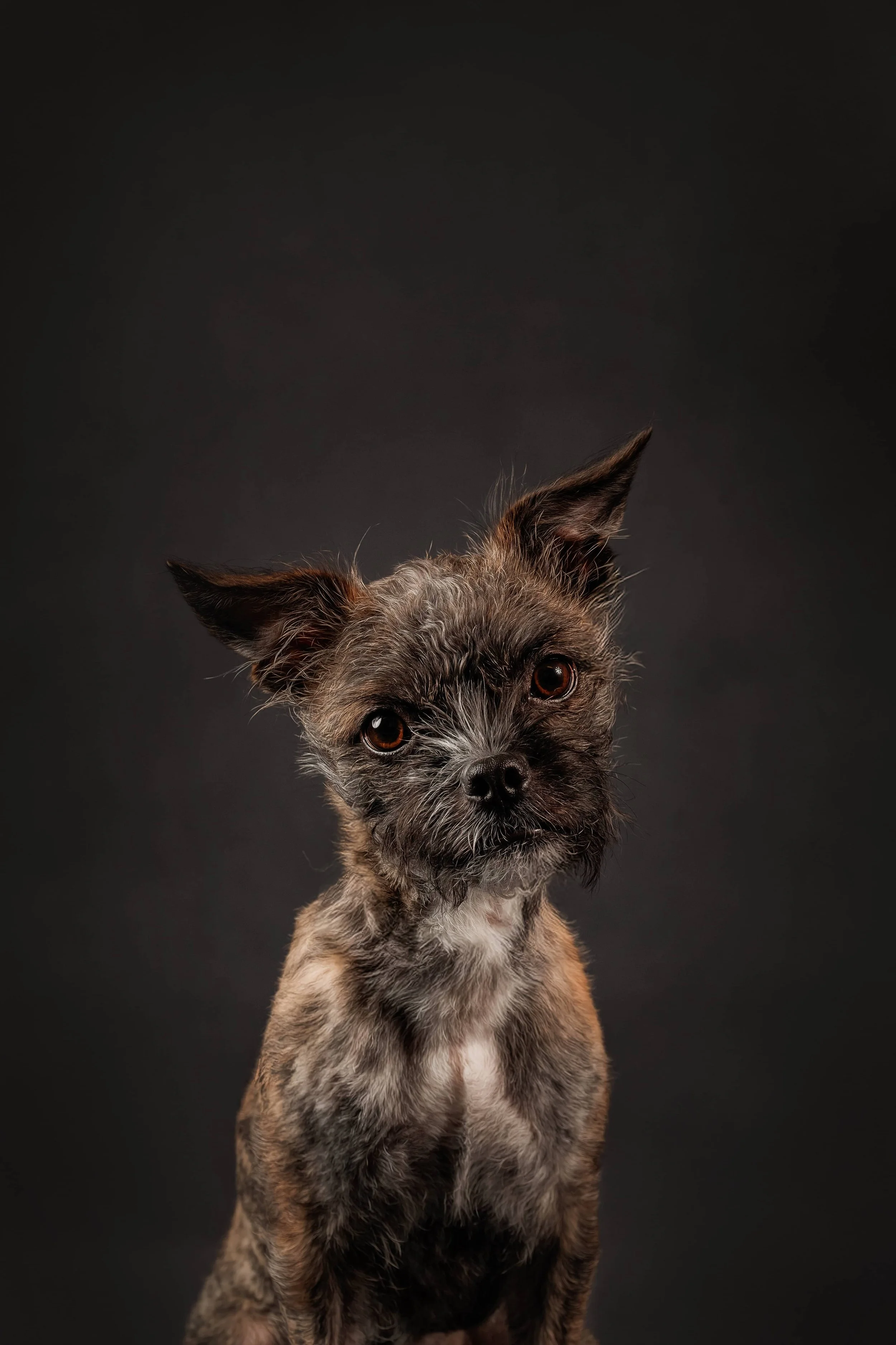 𝐀𝐥𝐥 𝐁𝐫𝐞𝐞𝐝𝐬 𝐏𝐫𝐨𝐣𝐞𝐜𝐭 — Update