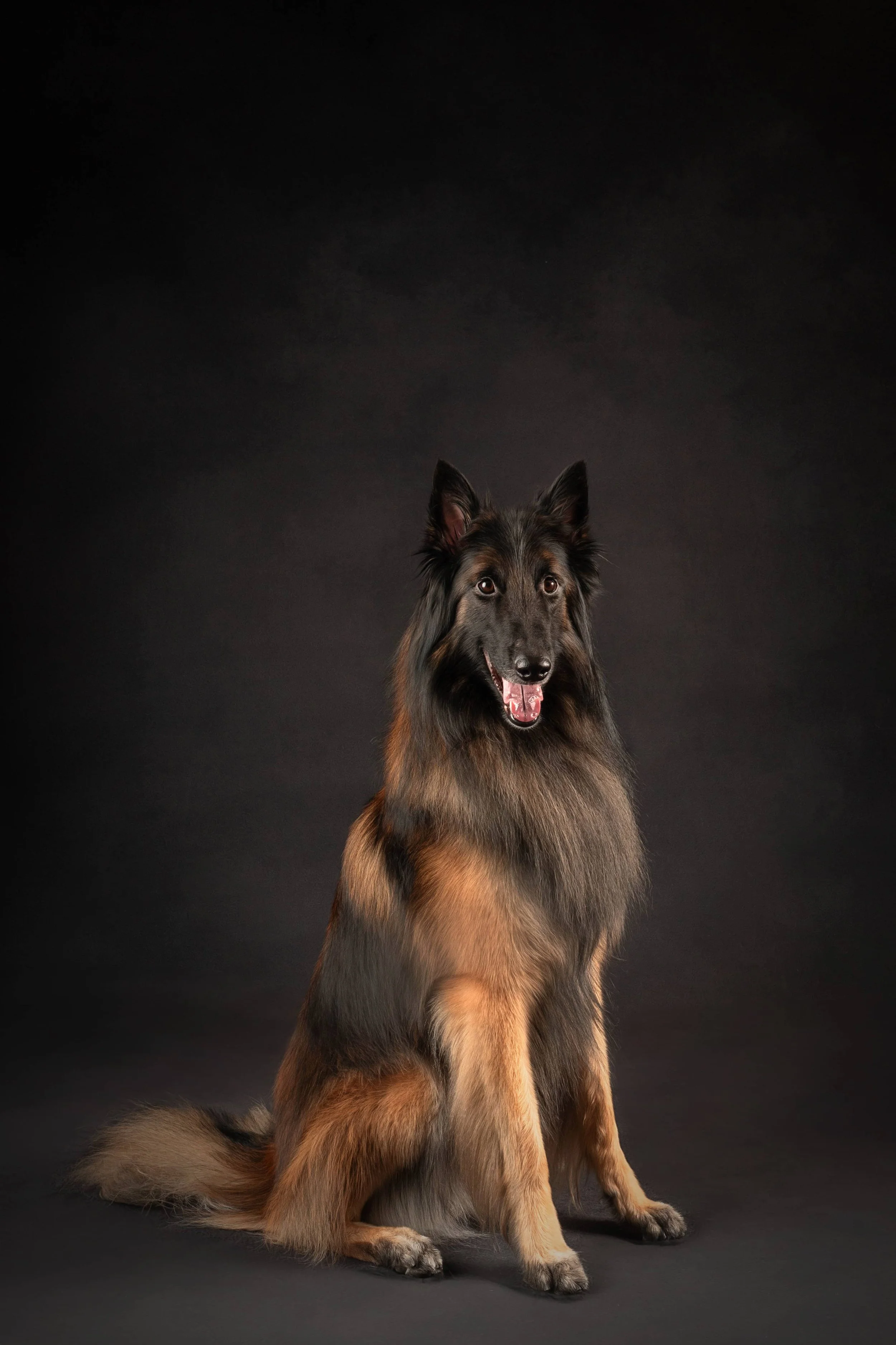 Breed Spotlight: Belgian Tervuren