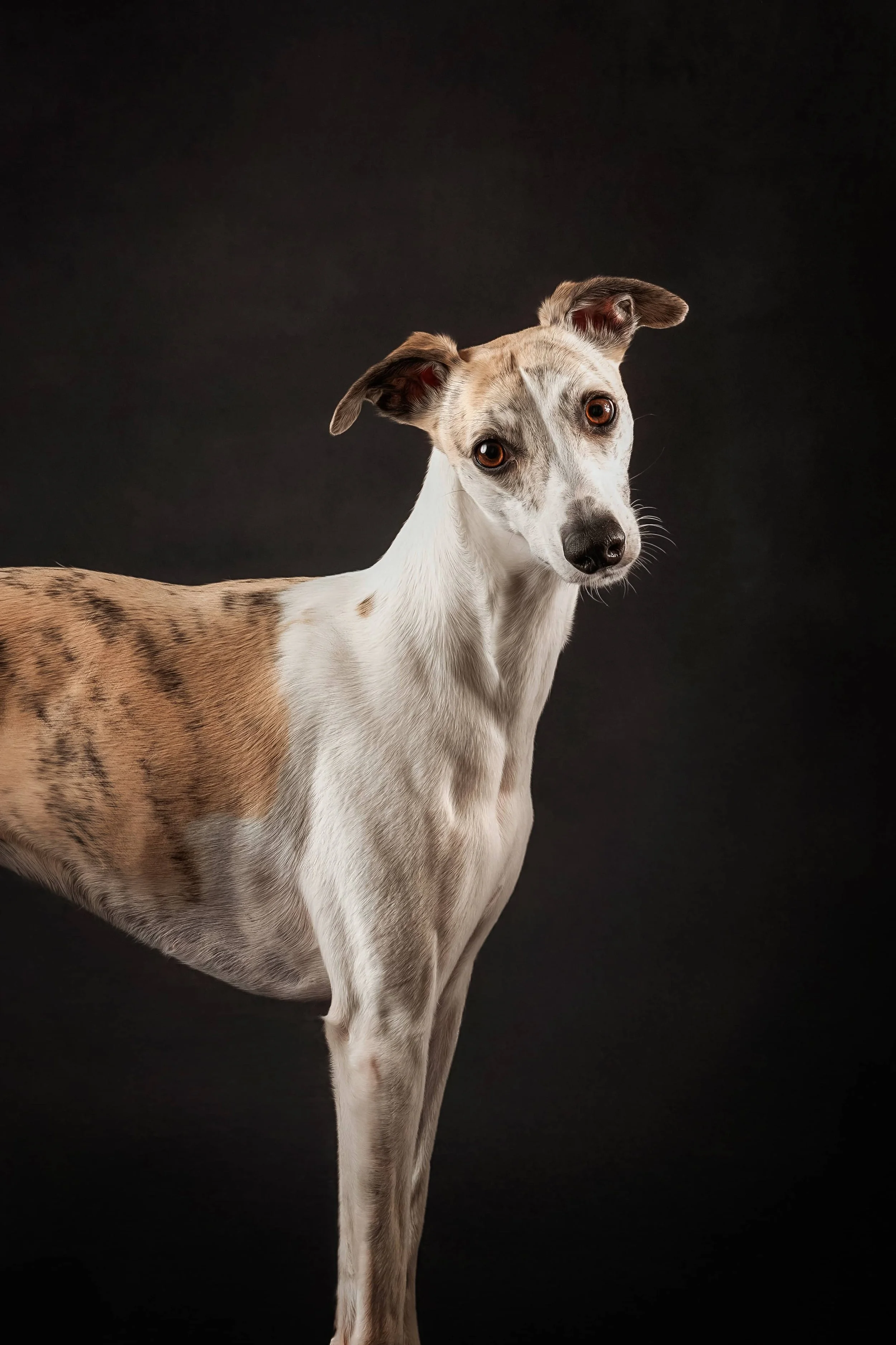 Breed Spotlight: Whippet