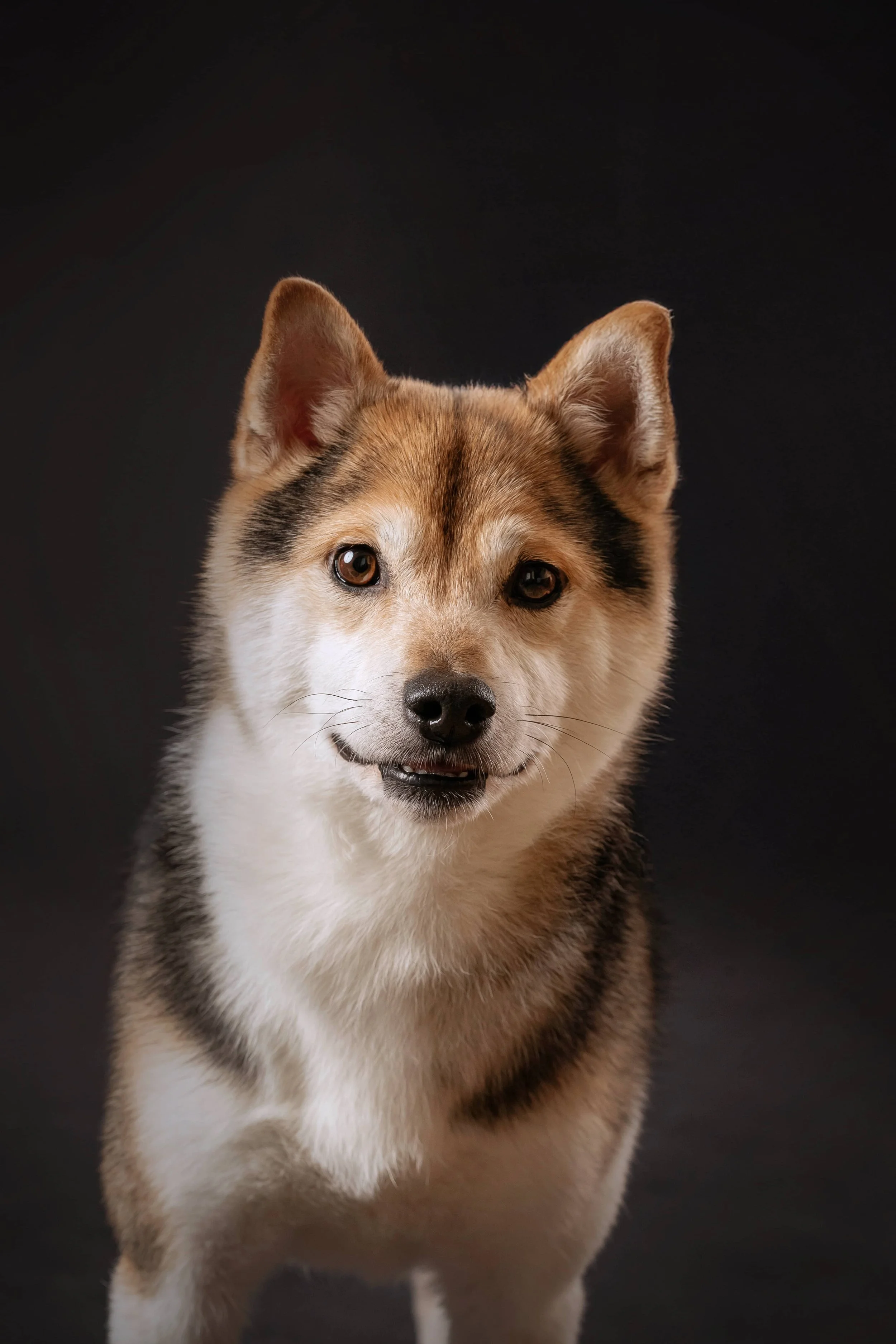 Breed Spotlight: Shiba Inu
