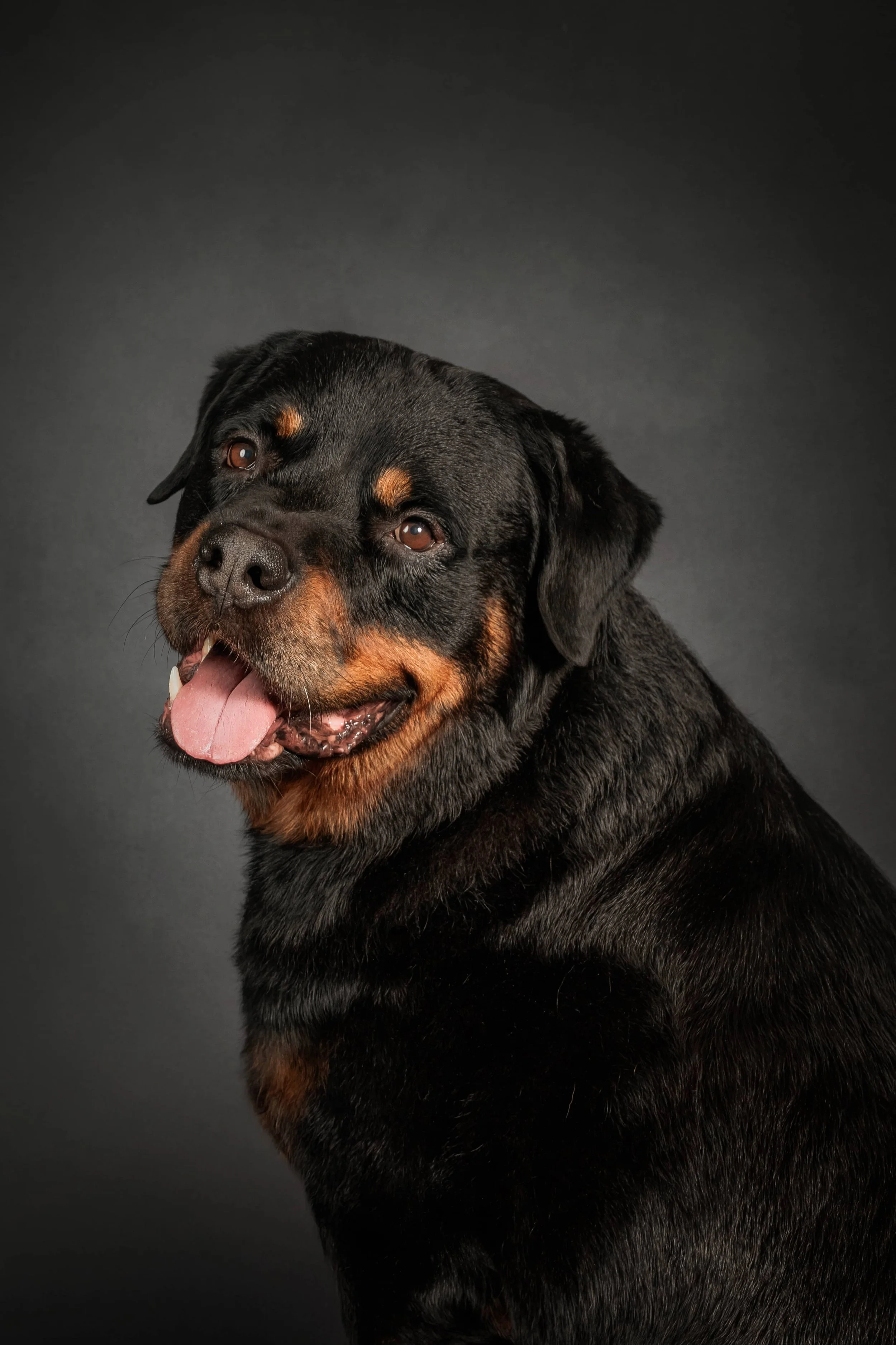 Breed Spotlight: Rottweiler