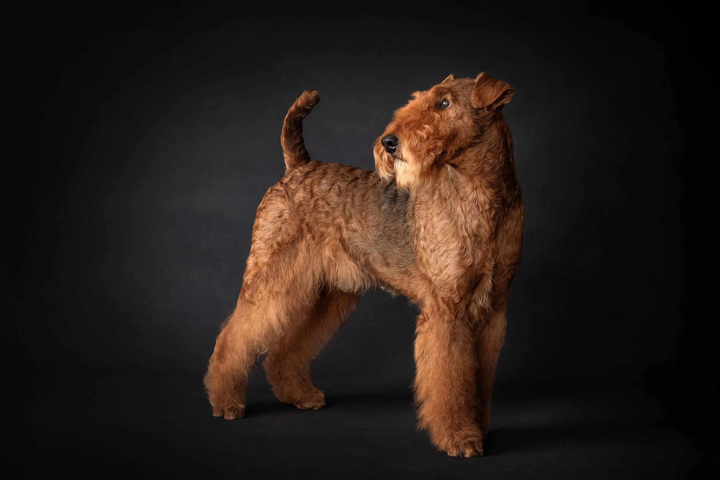 Airetale Terrier.jpg