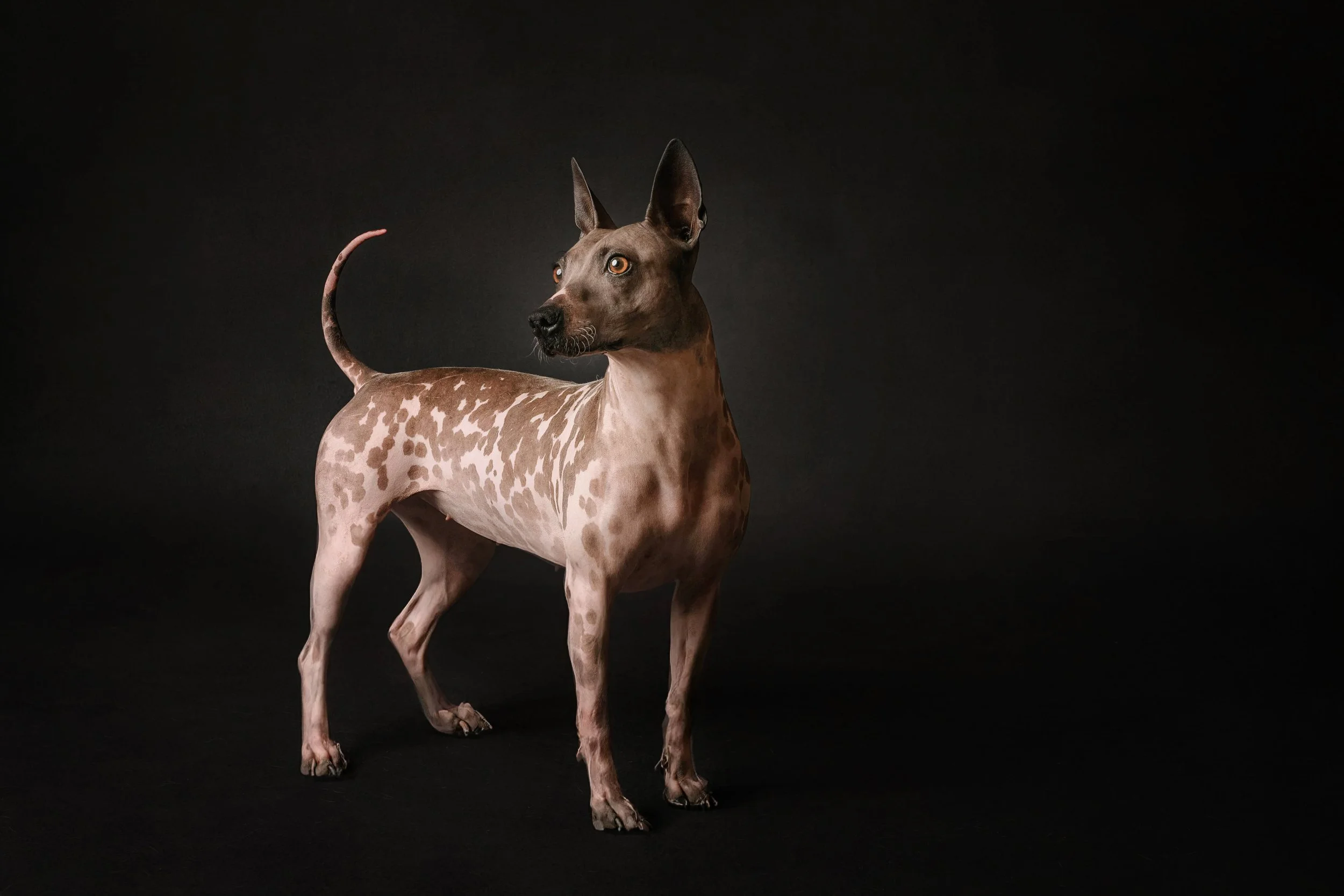 American Hairless 2.jpg