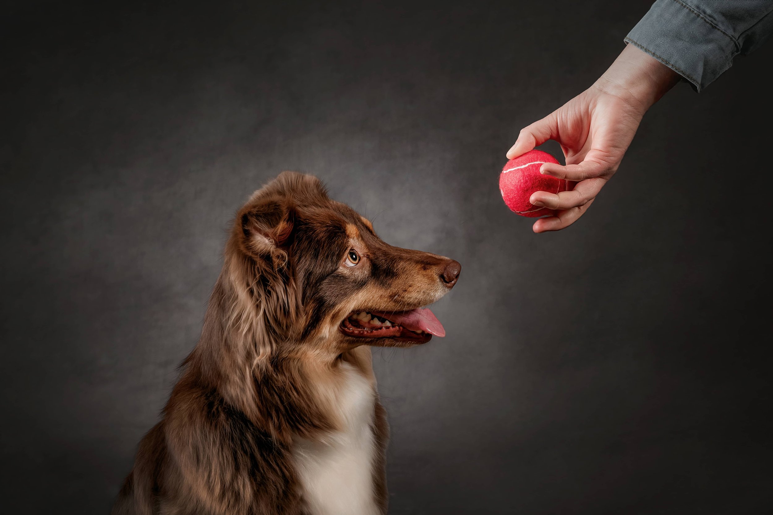 Australian Shepherd Brown (3).jpg