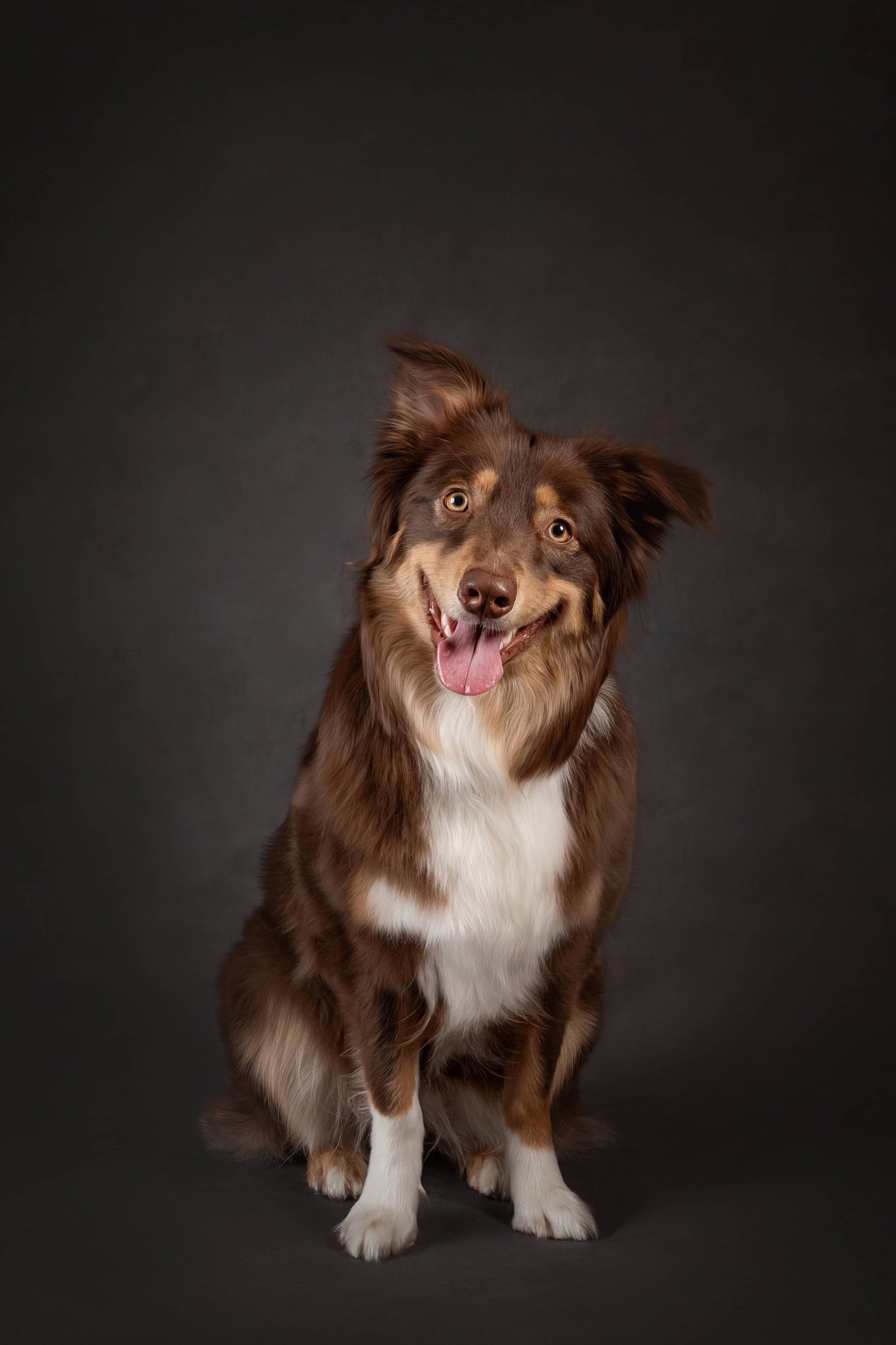 Australian Shepherd Brown (4).jpg