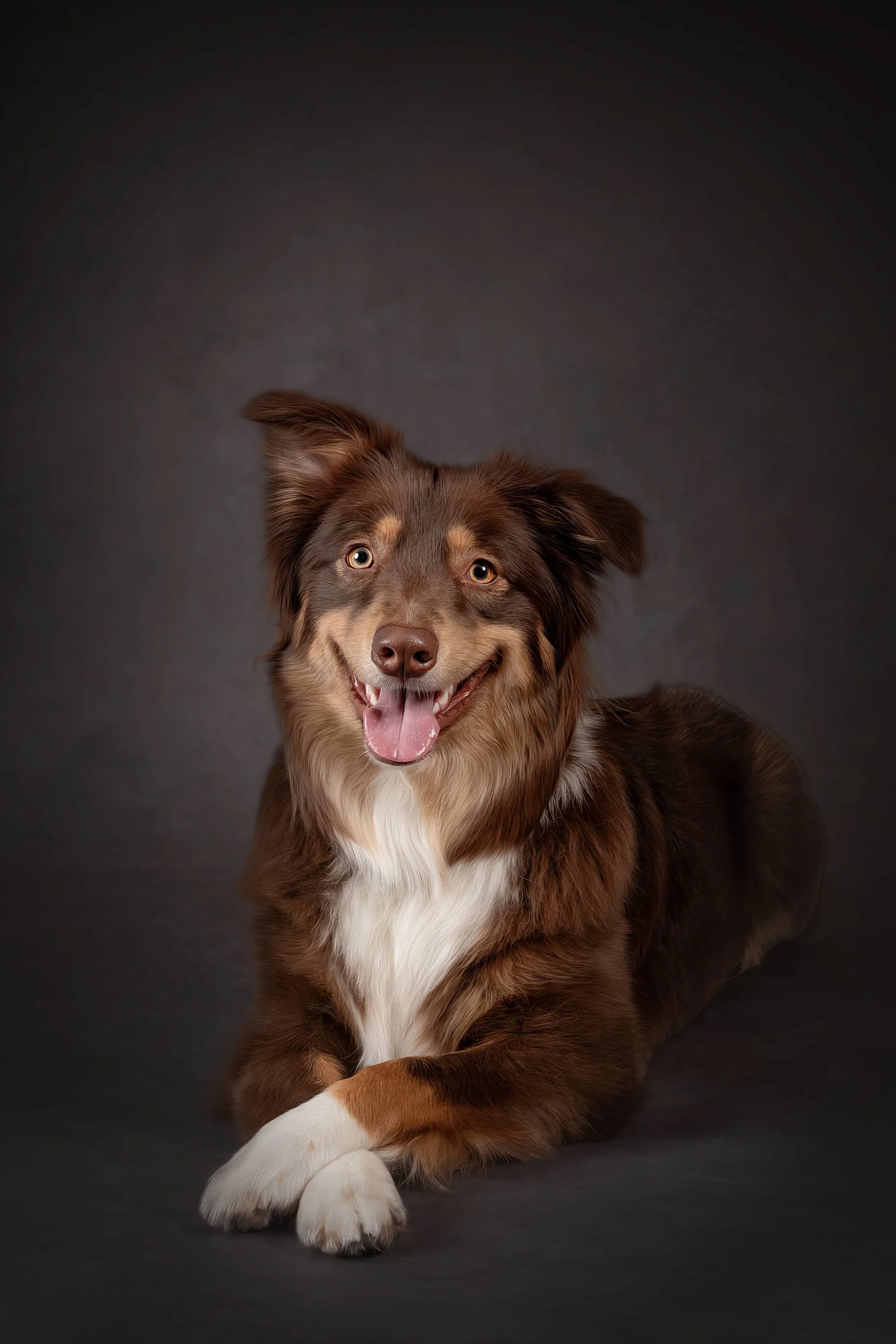 Australian Shepherd Brown (5).jpg