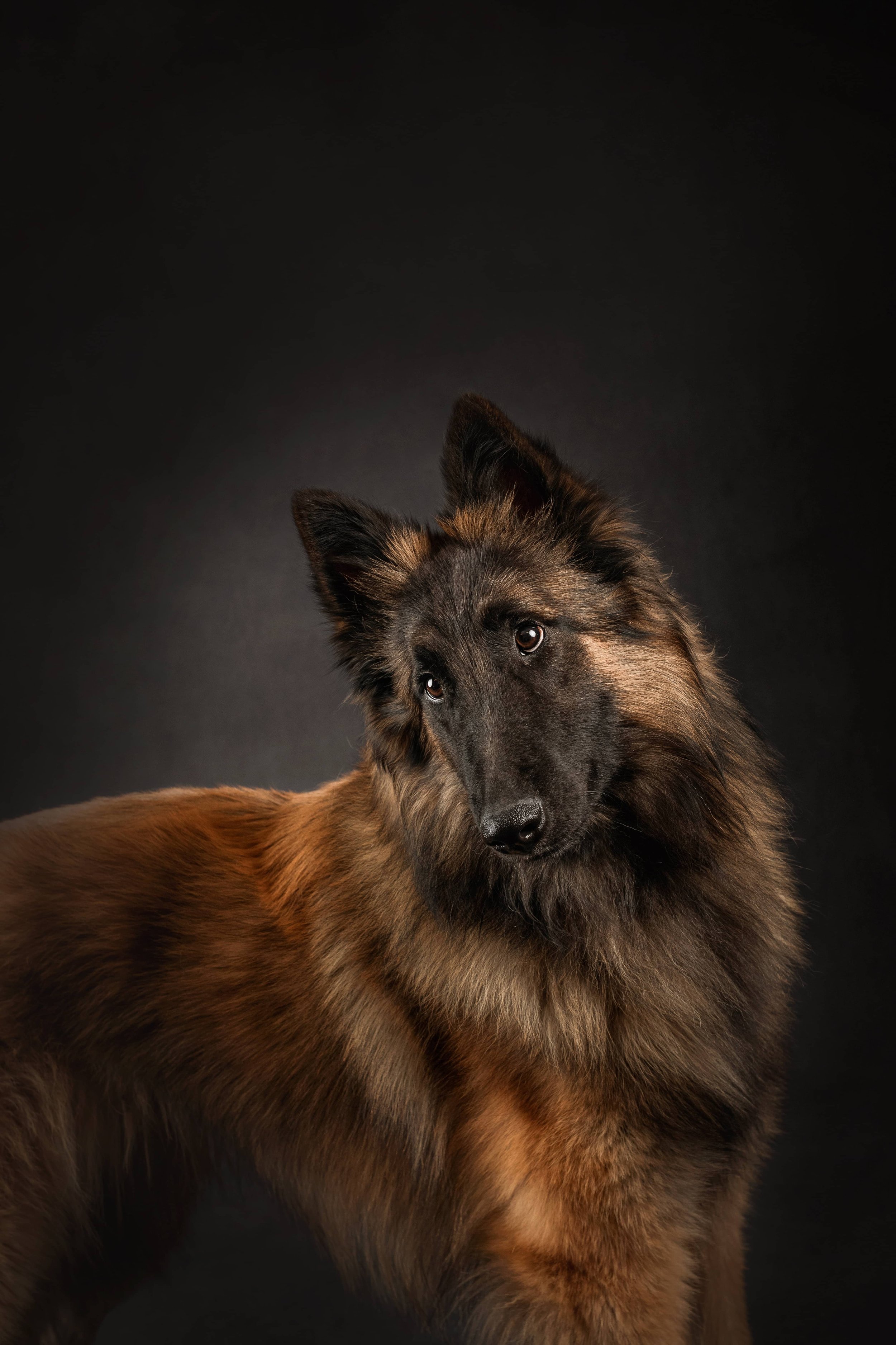 Belgian Terv Shepherd.jpg