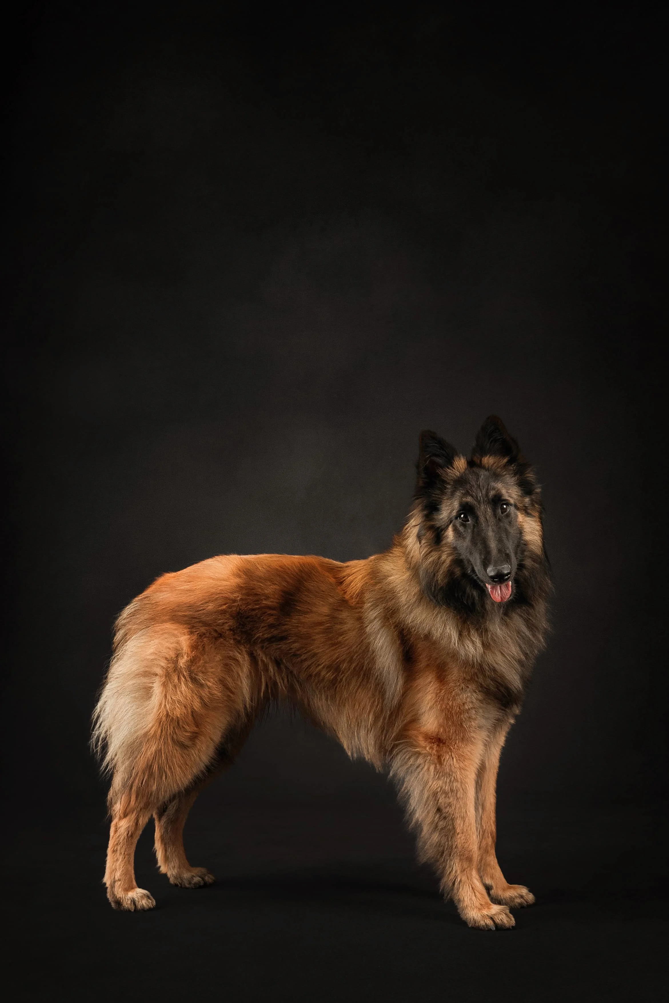 Belgian Terv side.jpg
