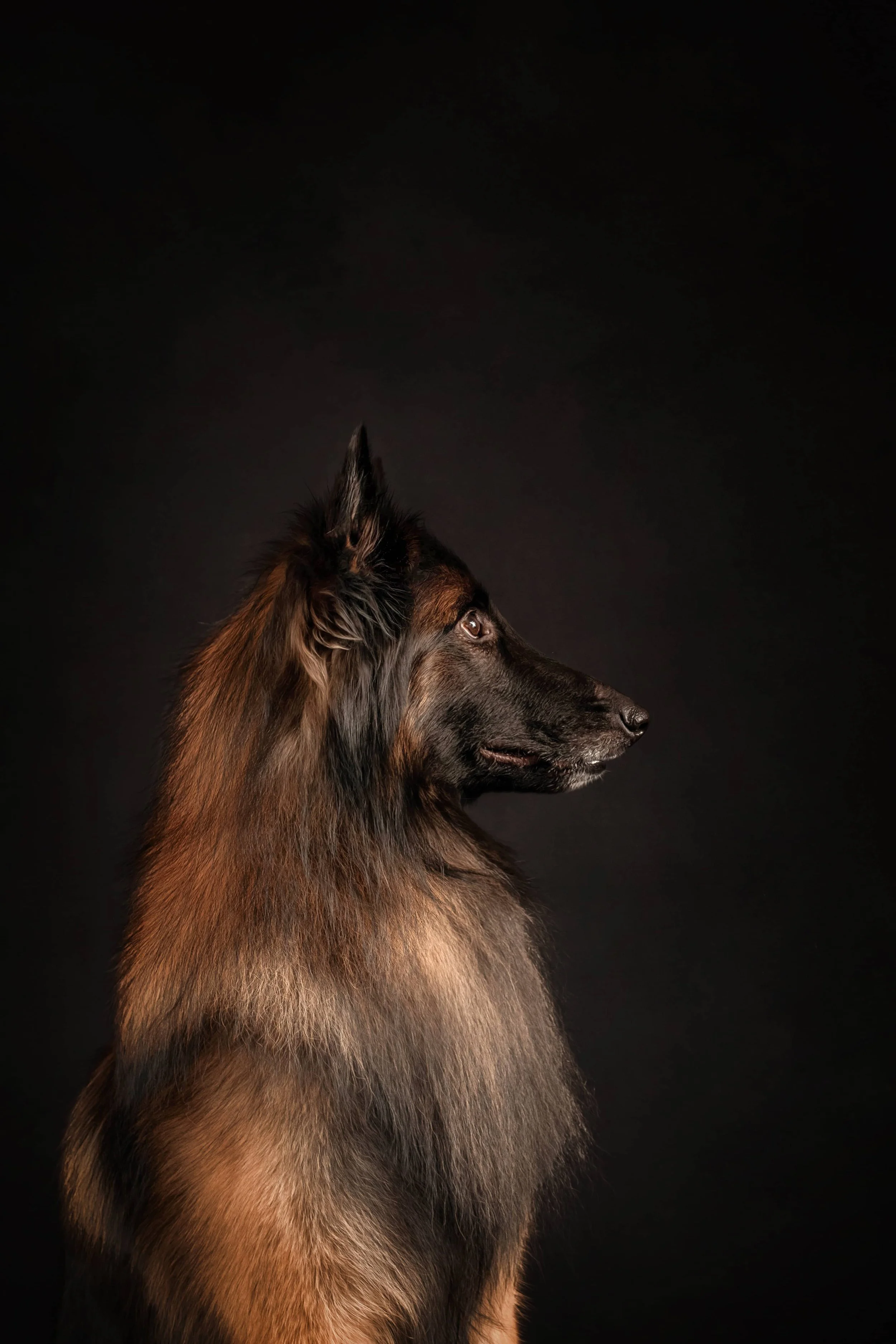 Belgian Tervuren.jpg