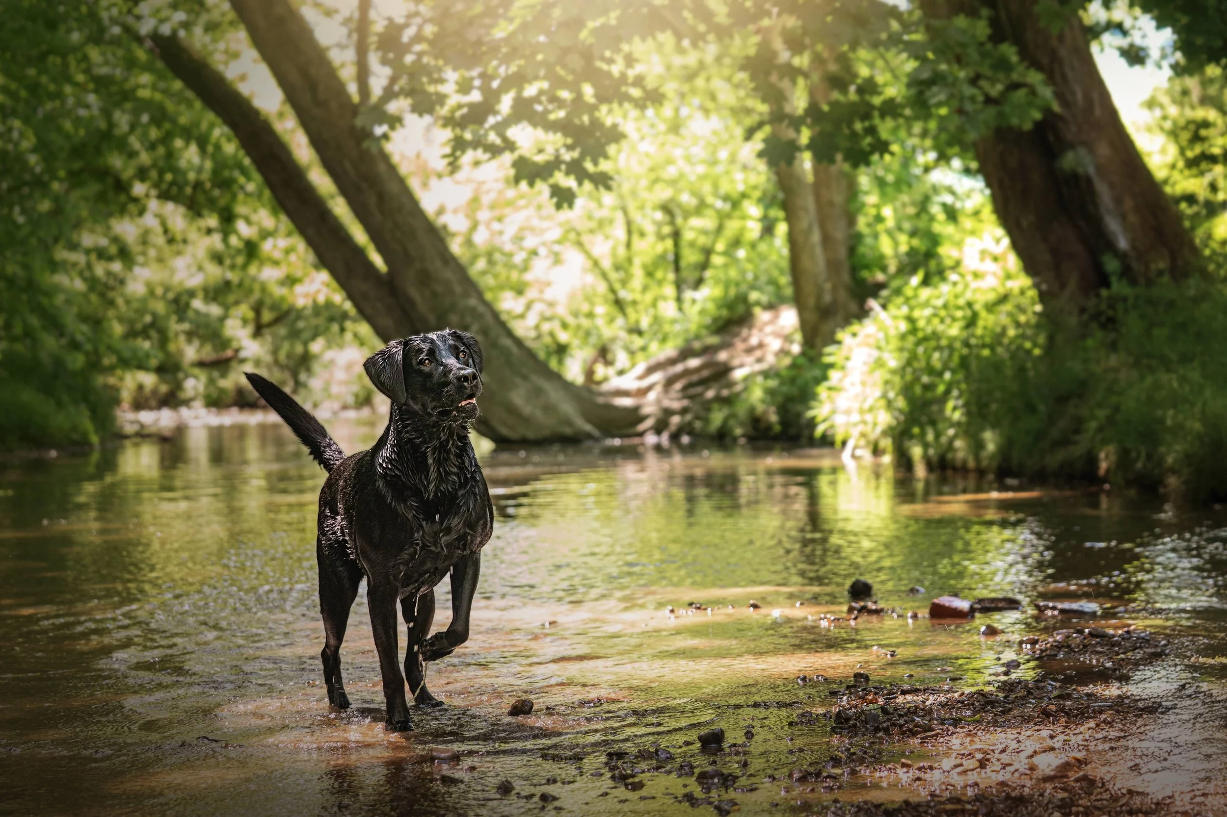 Black lab retrieving (2).jpg