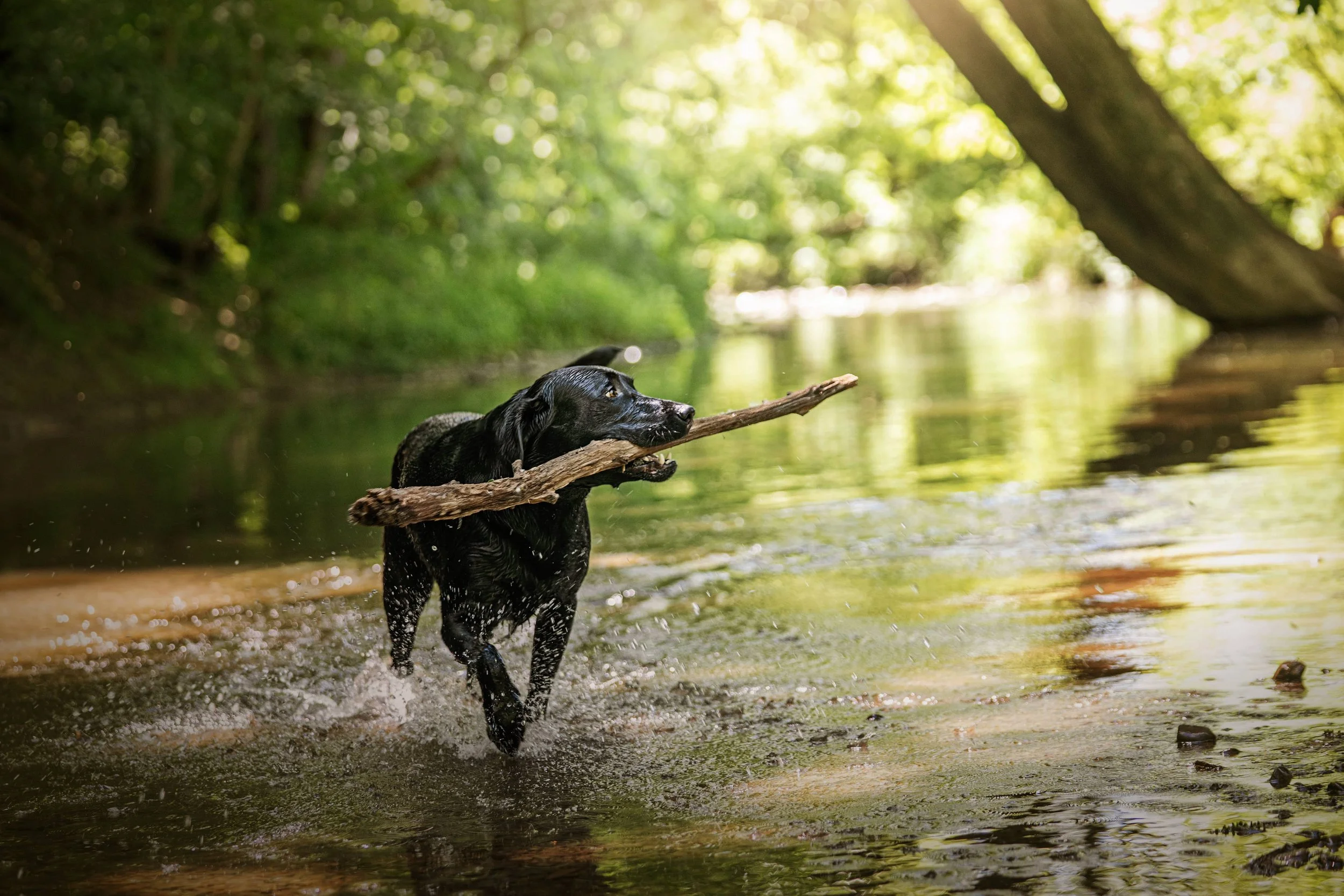 Black lab retrieving (3).jpg