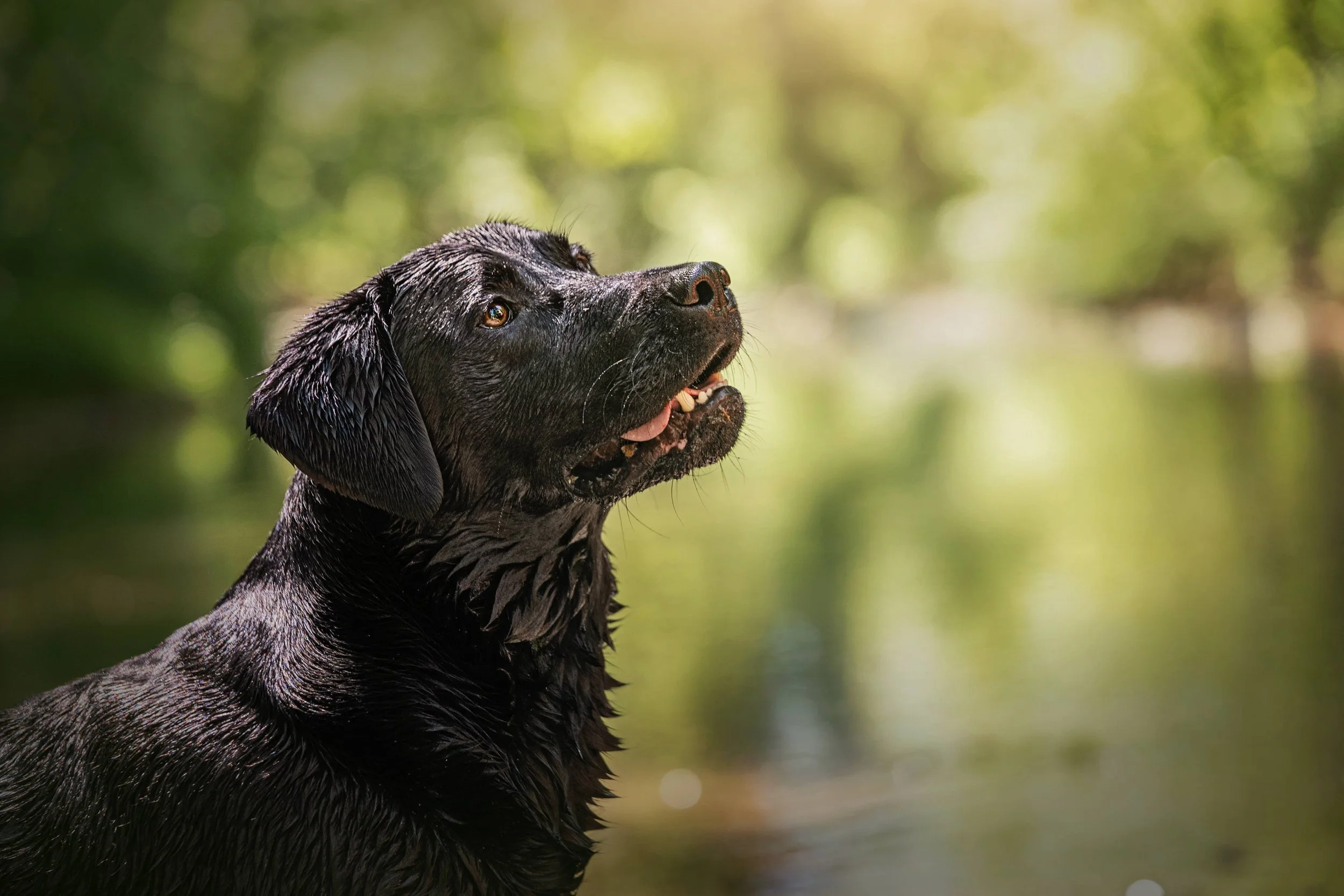 Black lab retrieving (4).jpg