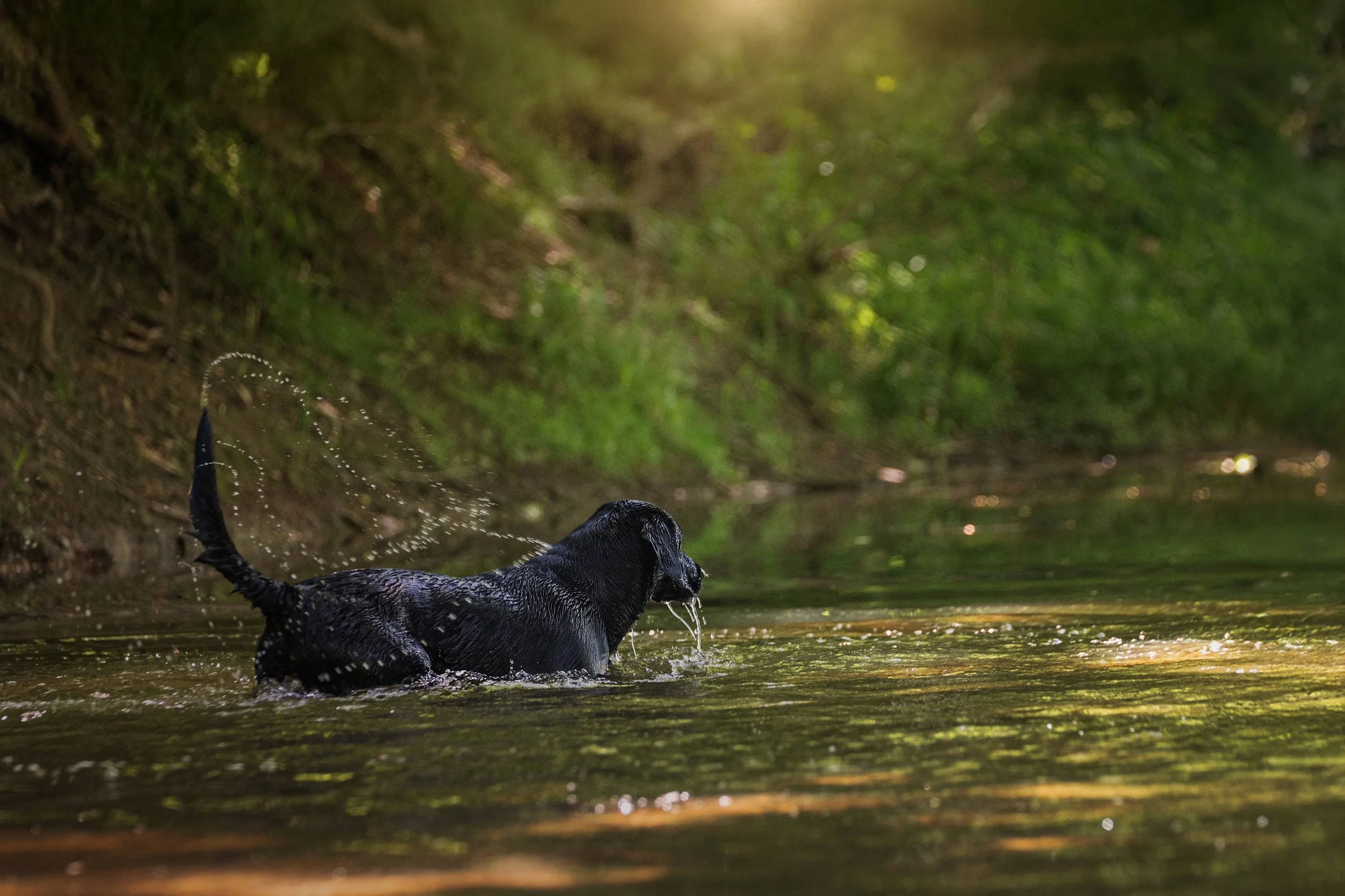 Black lab retrieving (5).jpg