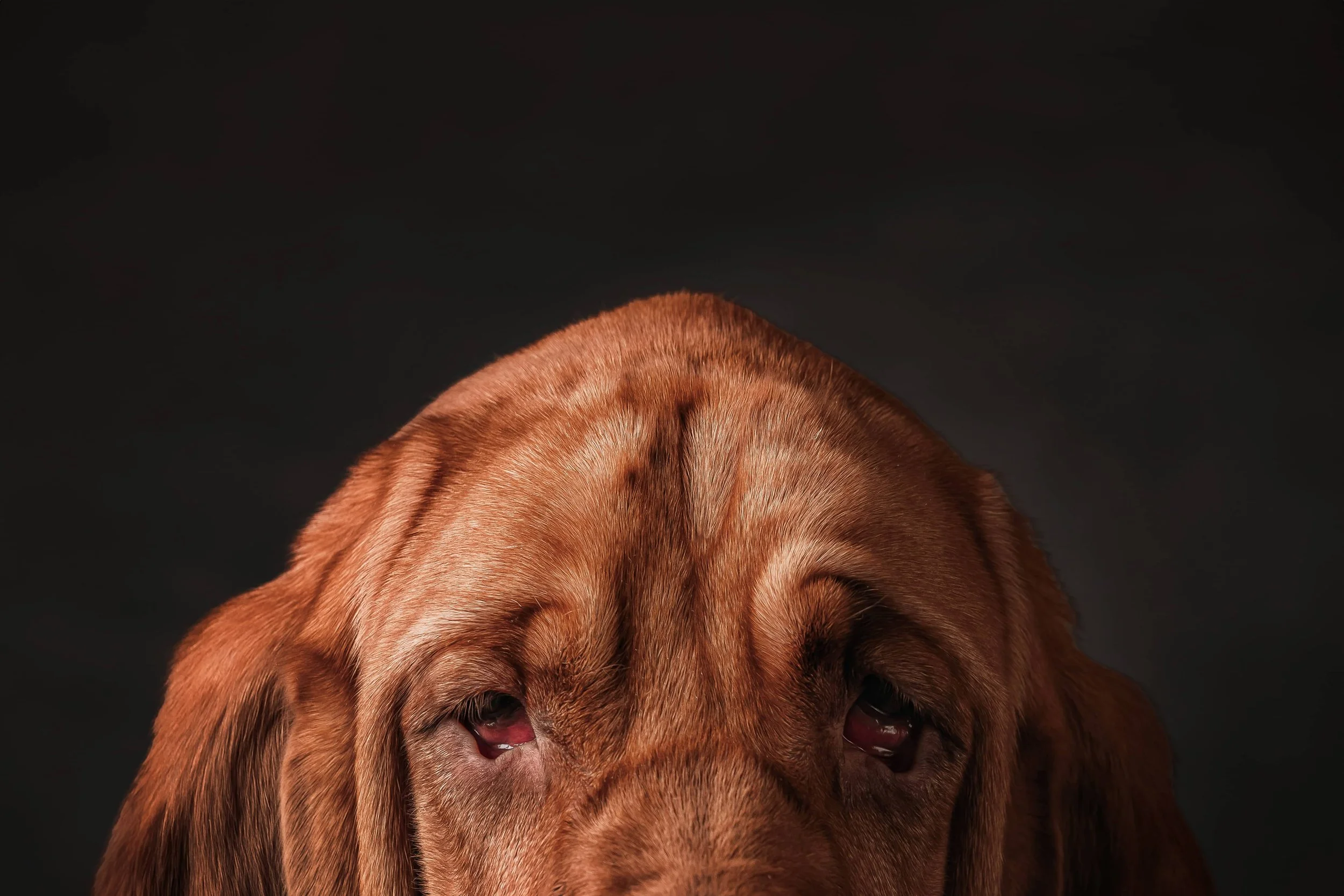 Bloodhound (3).jpg