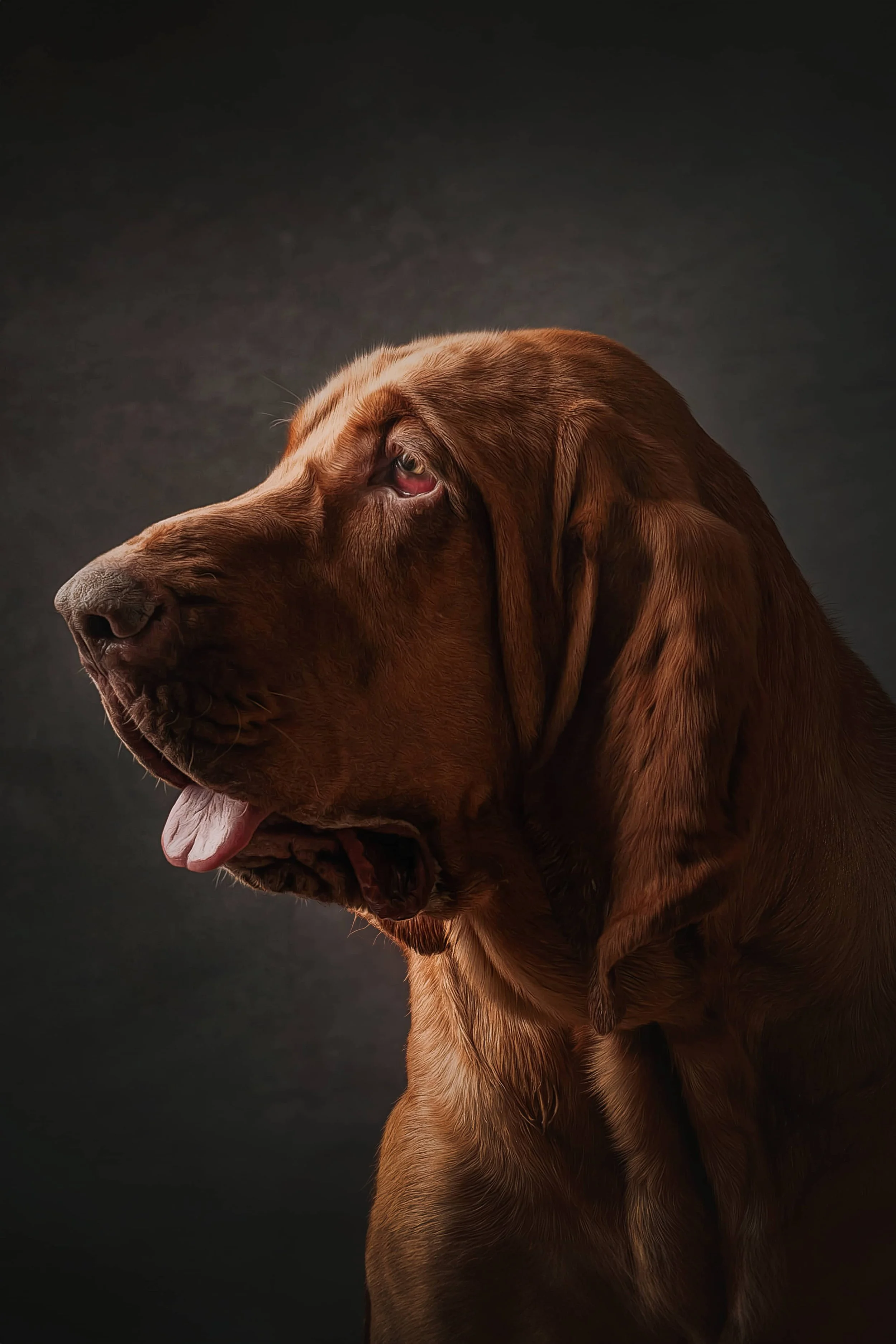 Bloodhound (5).jpg