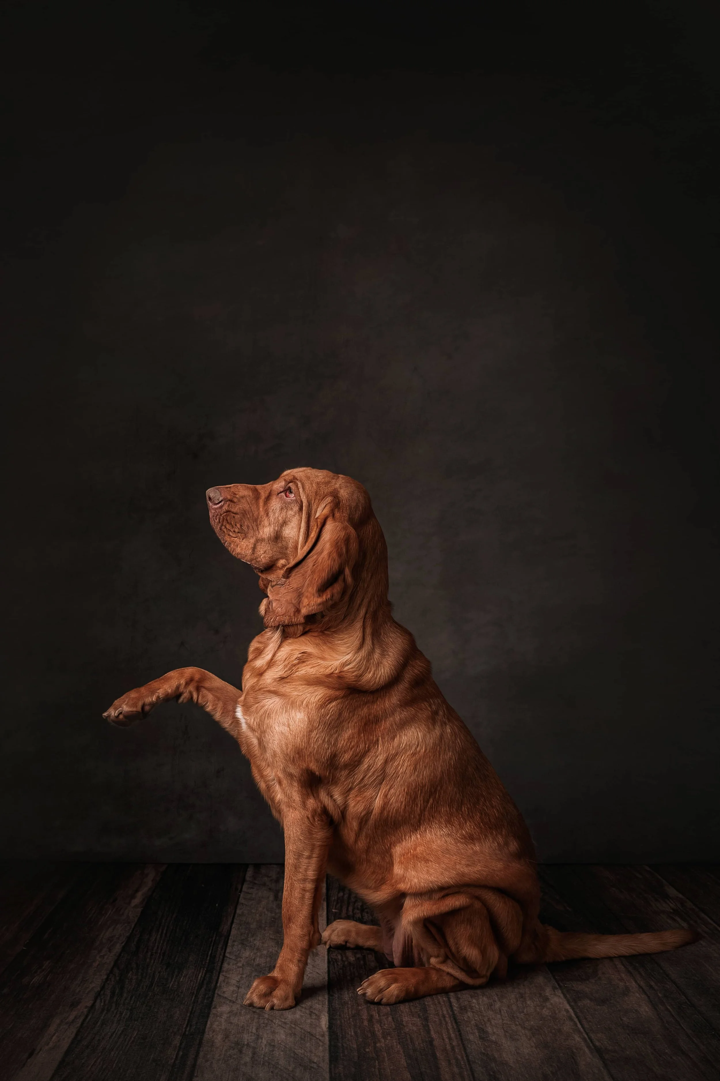 Bloodhound (6).jpg